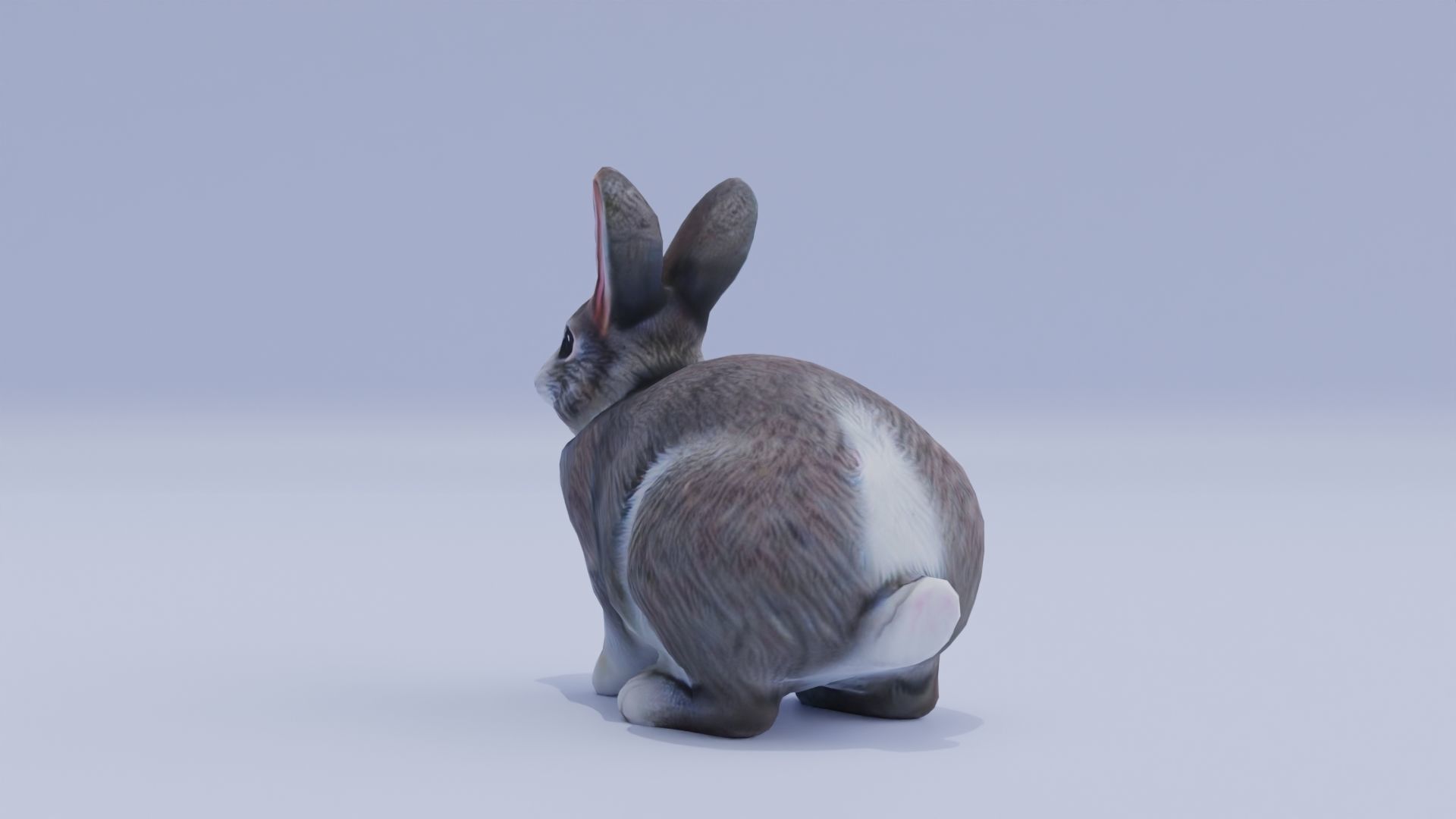 Realistic Bunny Rabbit Low-poly 3D model_5