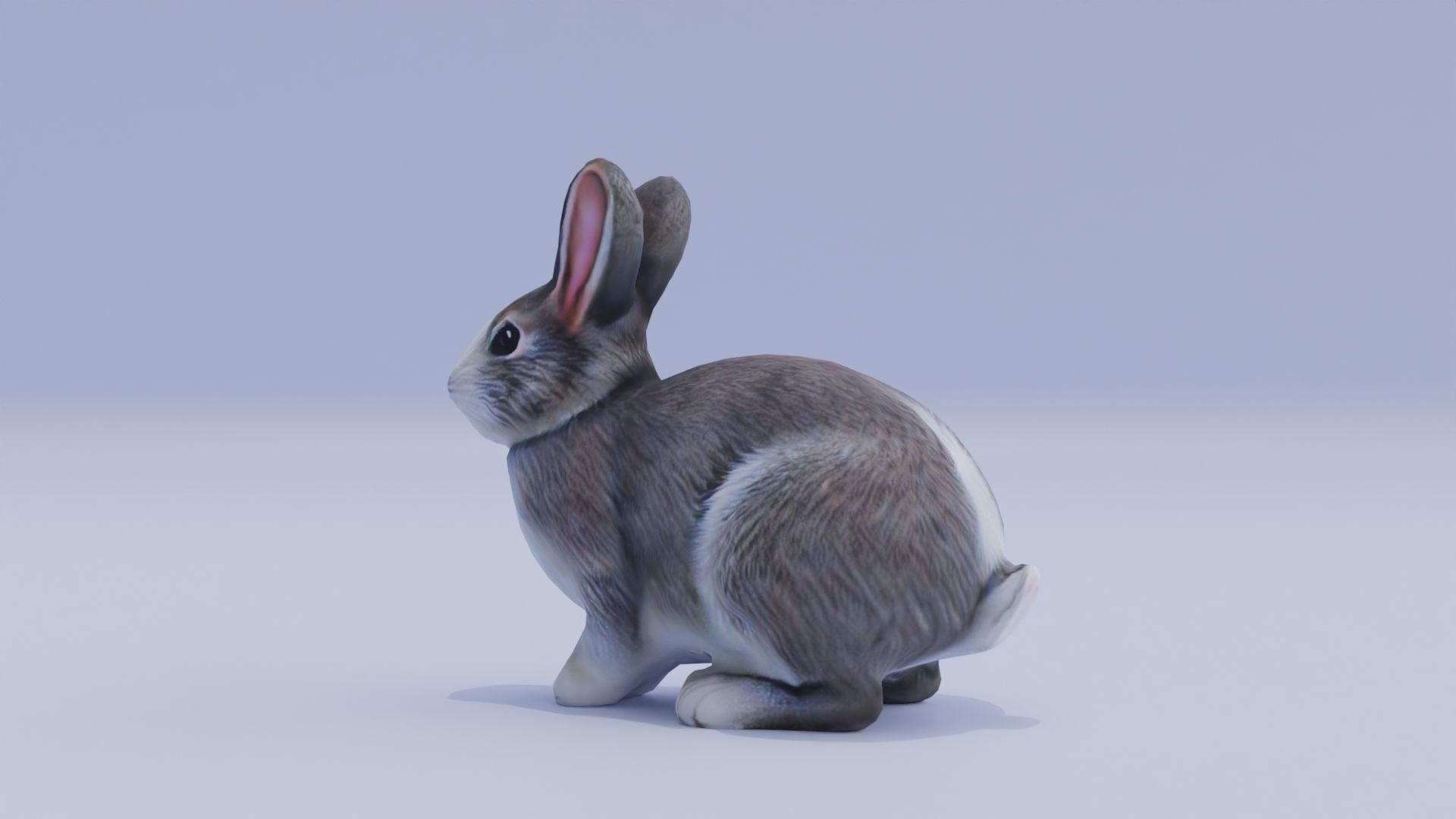Realistic Bunny Rabbit Low-poly 3D model_4