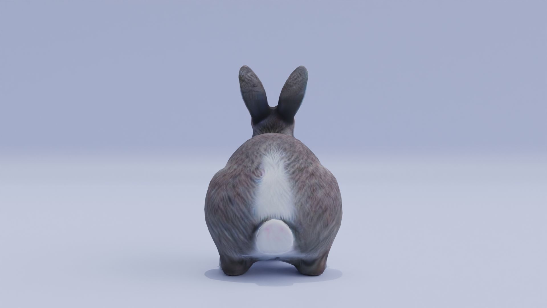 Realistic Bunny Rabbit Low-poly 3D model_6