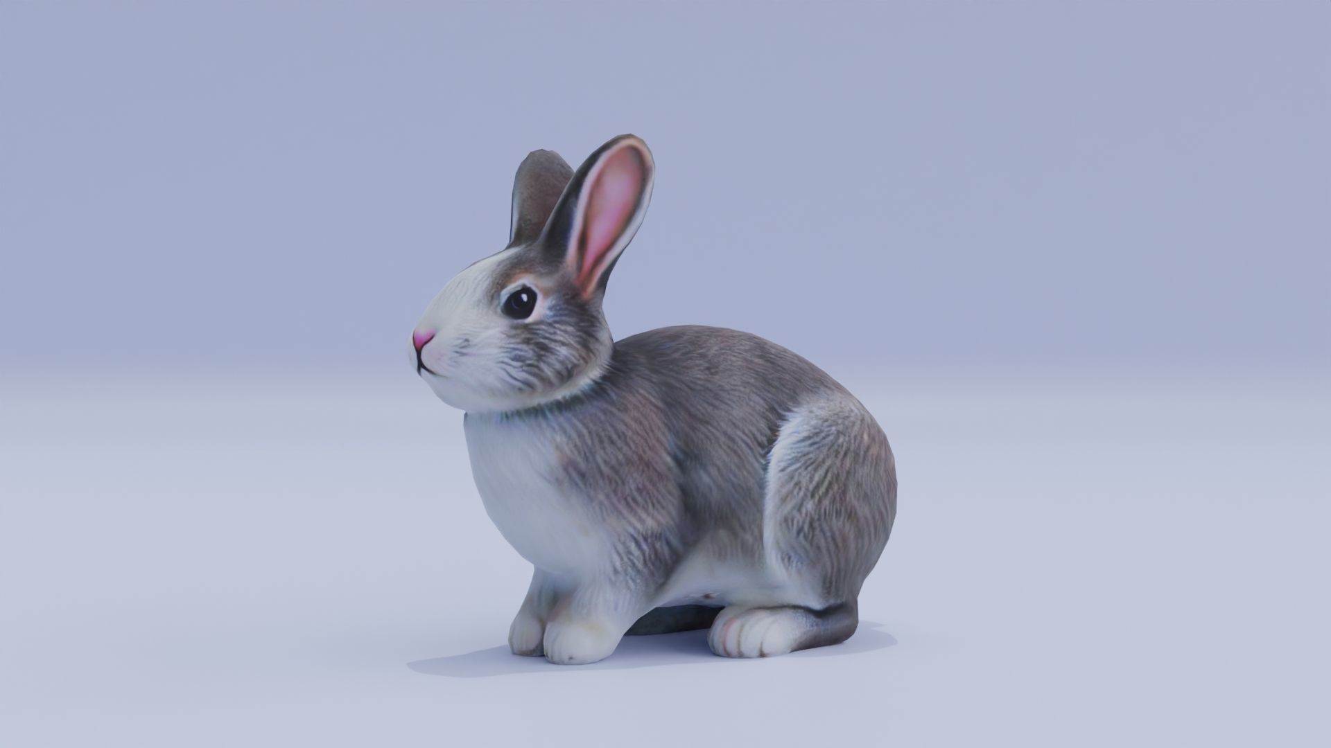 Realistic Bunny Rabbit Low-poly 3D model_2