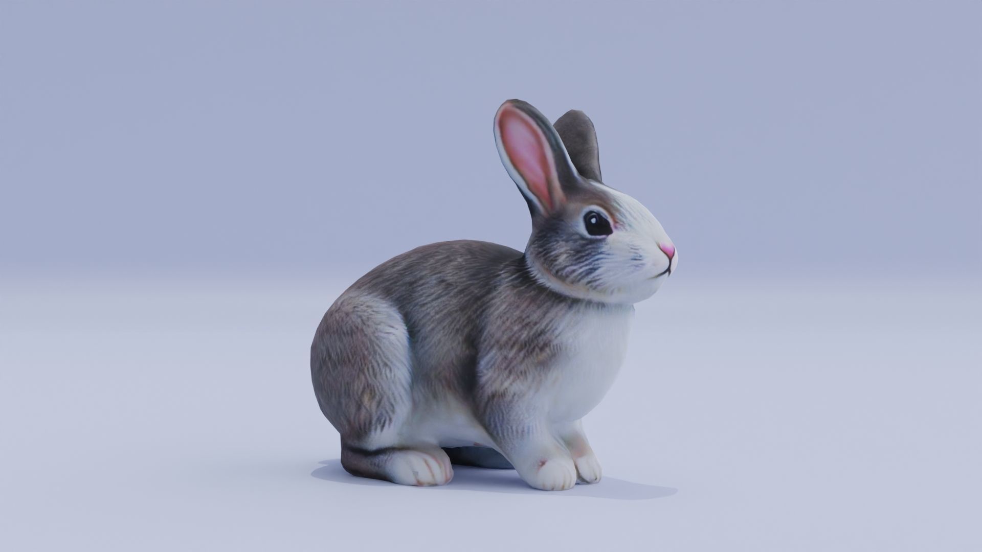 Realistic Bunny Rabbit Low-poly 3D model_10
