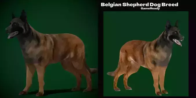 Belgian Shepherd Tervuren Dog Breed 3D model