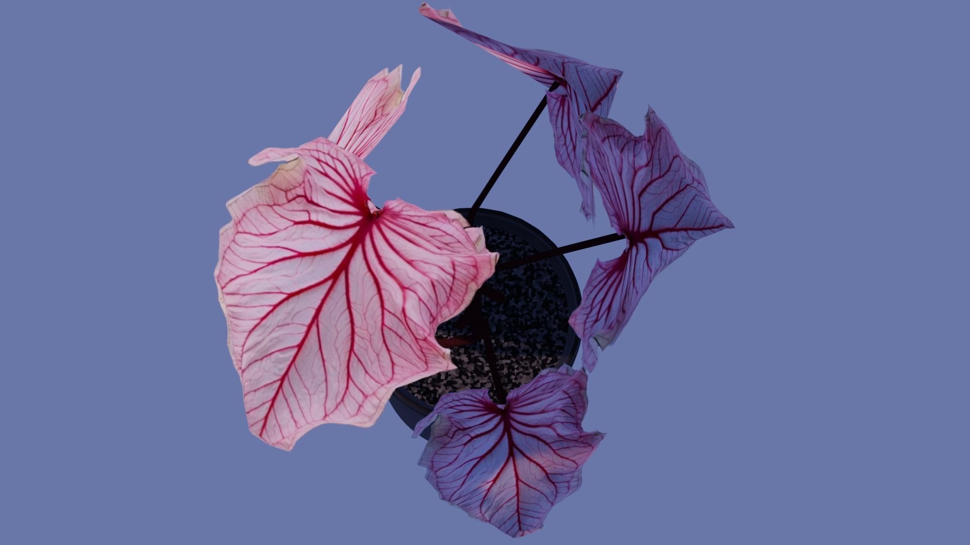 3D model Pink Monstera Plant VR / AR / low-poly | CGTrader