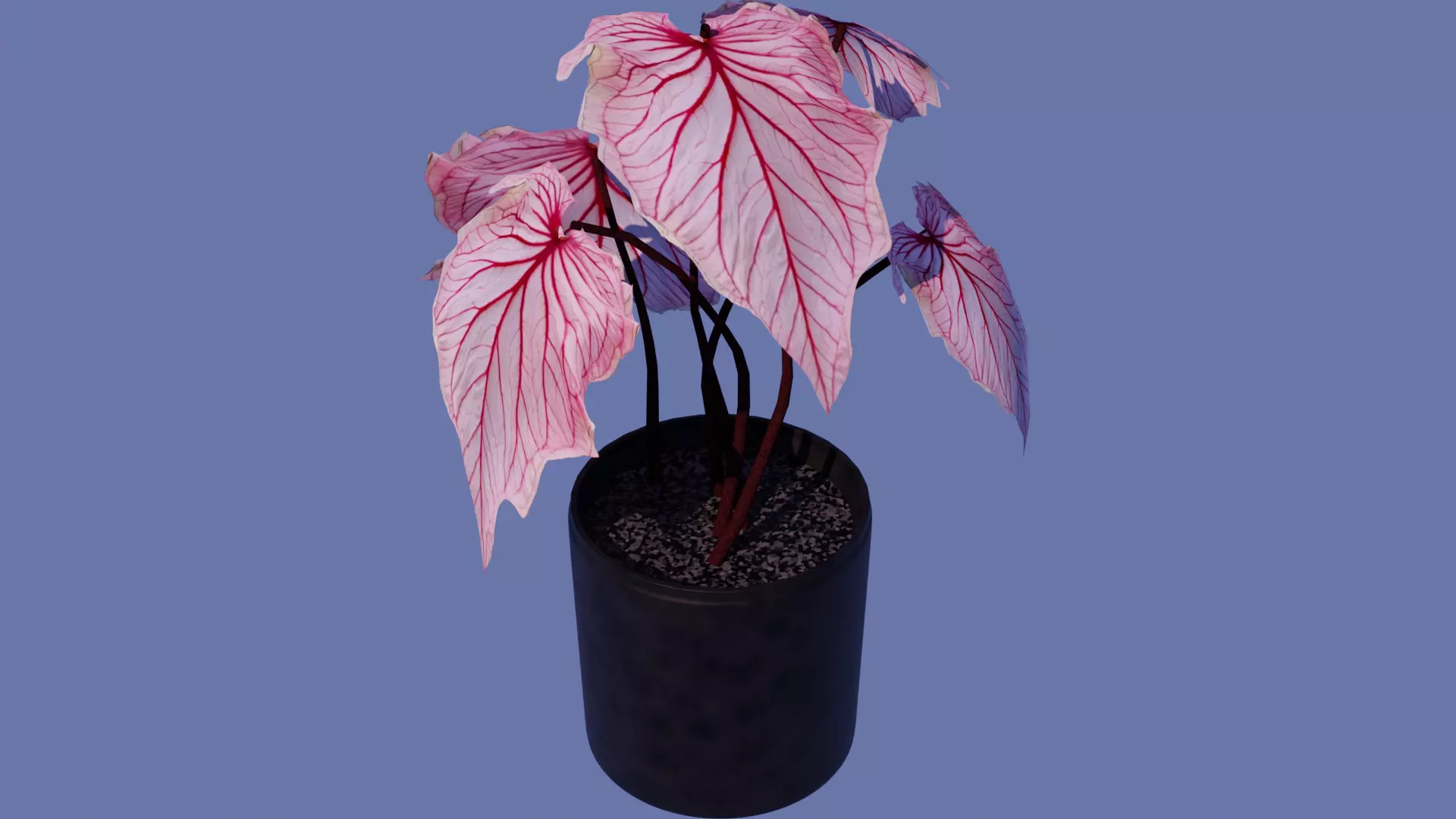 3D model Pink Monstera Plant VR / AR / low-poly | CGTrader