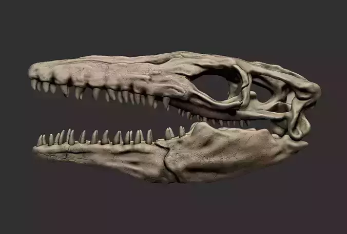 Mosasaurus Skull 