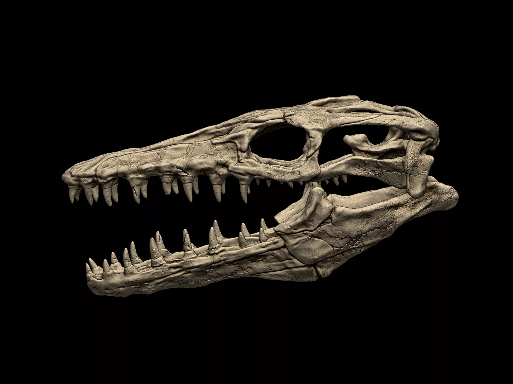Mosasaurus Skull 3D print model