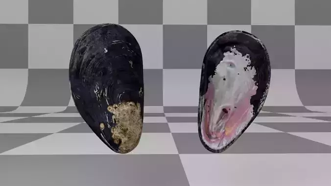 Mussel Shell Low-poly 3D model