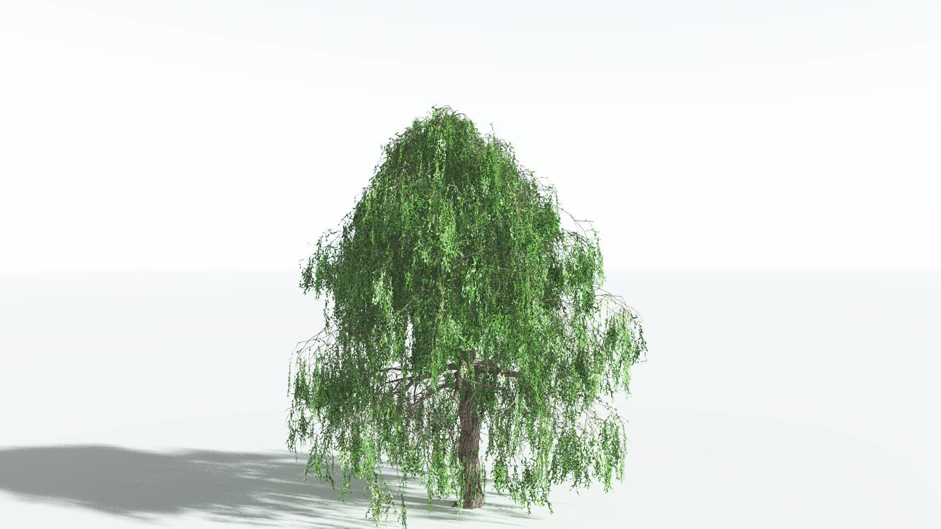 EVERYPlant Weeping Willow 2 --15 Models-- 3D model_3