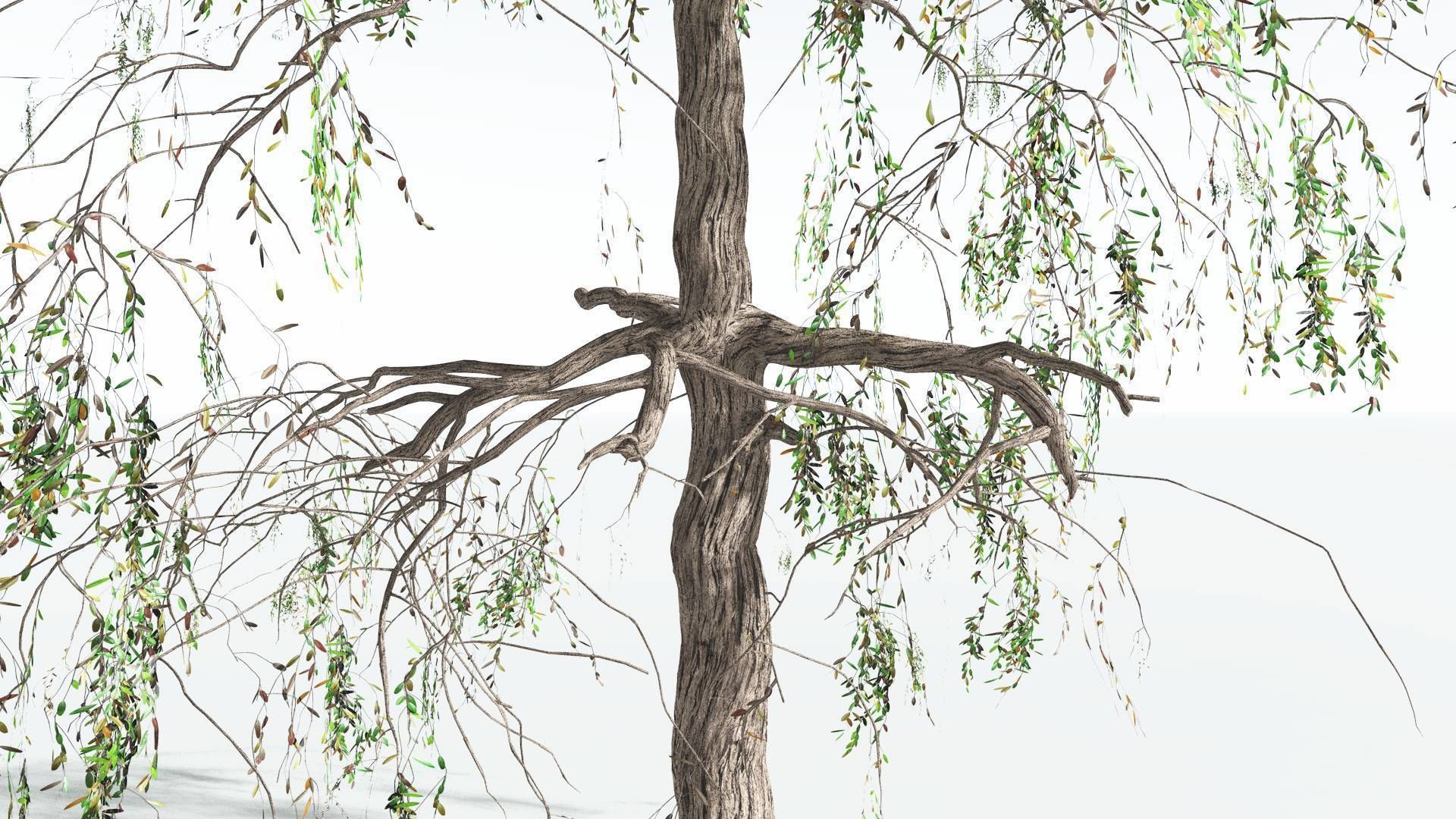 EVERYPlant Weeping Willow 2 --15 Models-- 3D model_16