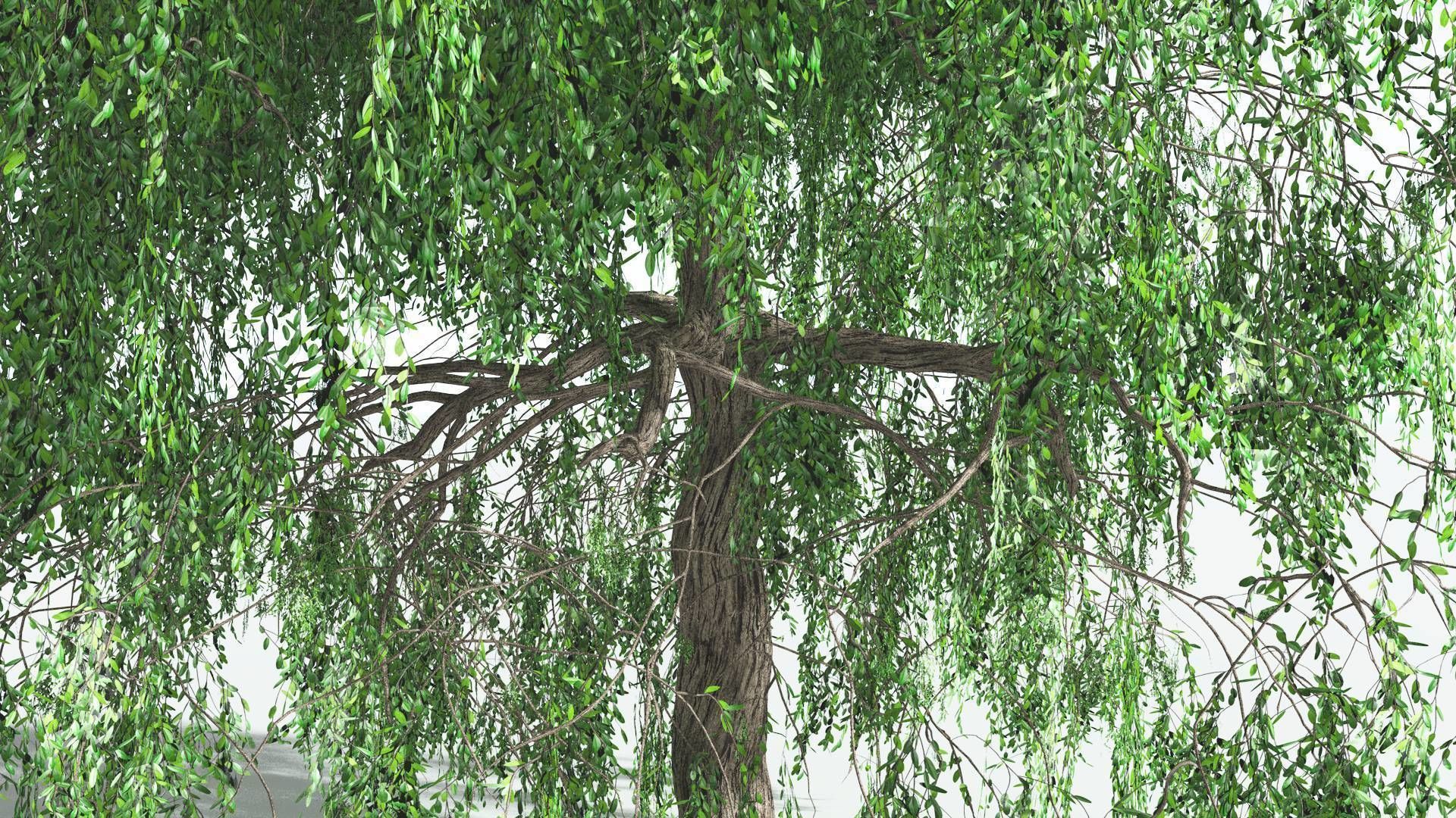 EVERYPlant Weeping Willow 2 --15 Models-- 3D model_12