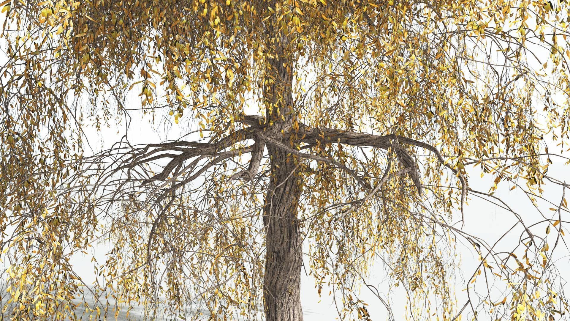 EVERYPlant Weeping Willow 2 --15 Models-- 3D model_8