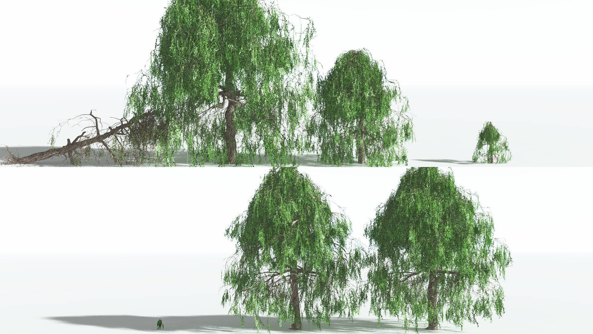 EVERYPlant Weeping Willow 2 --15 Models-- 3D model_2