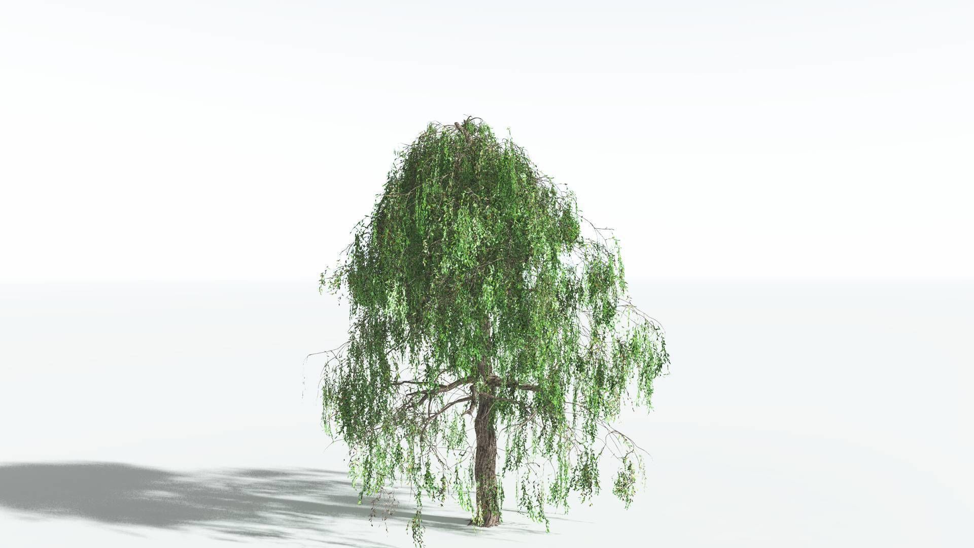 EVERYPlant Weeping Willow 2 --15 Models-- 3D model_13