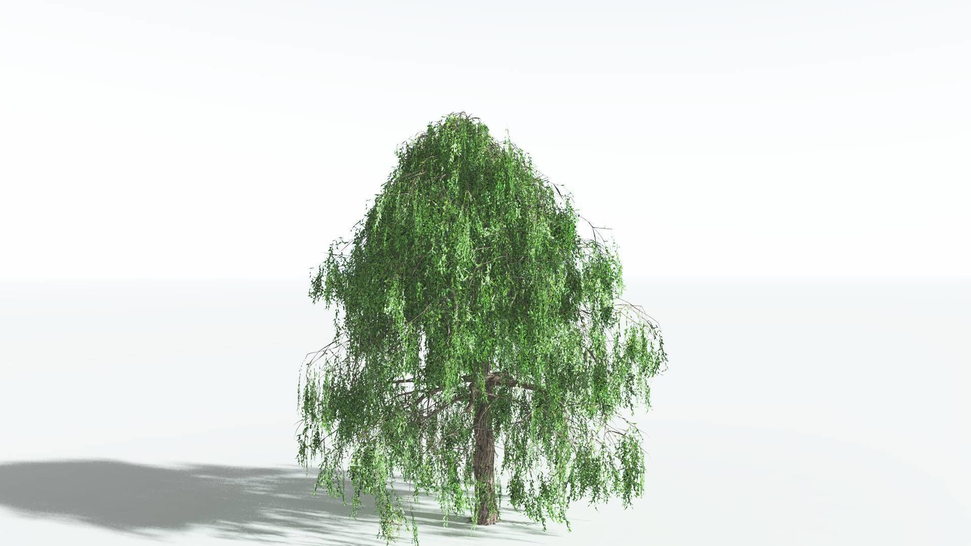 EVERYPlant Weeping Willow 2 --15 Models-- 3D model_29