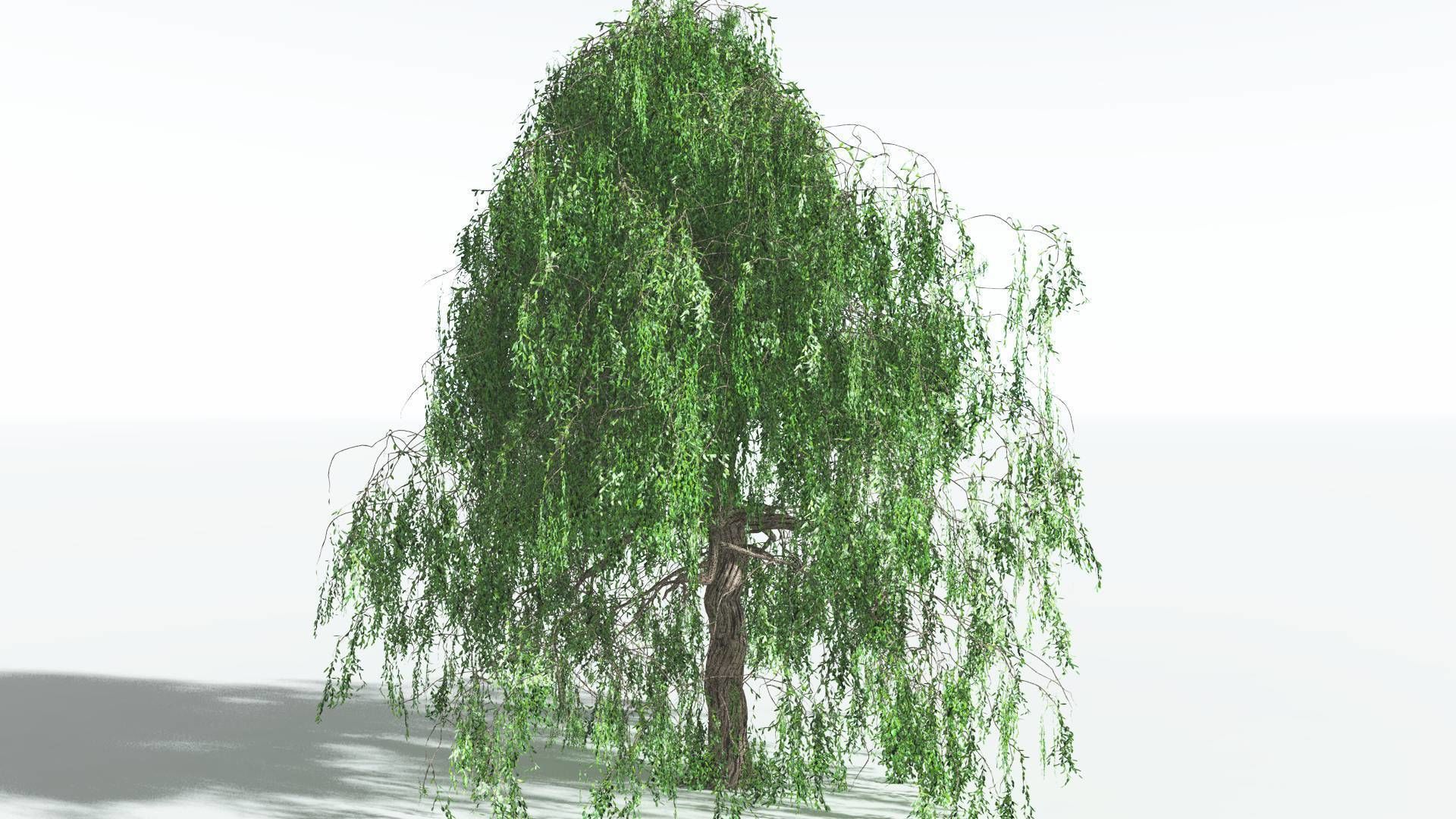 EVERYPlant Weeping Willow 2 --15 Models-- 3D model_21