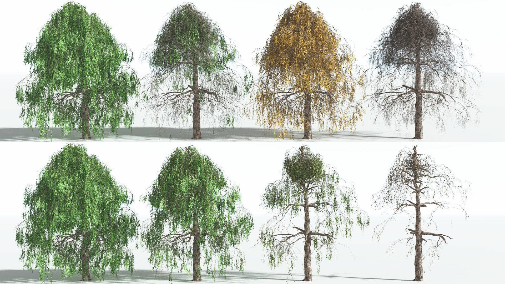 EVERYPlant Weeping Willow 2 --15 Models-- 3D model_1