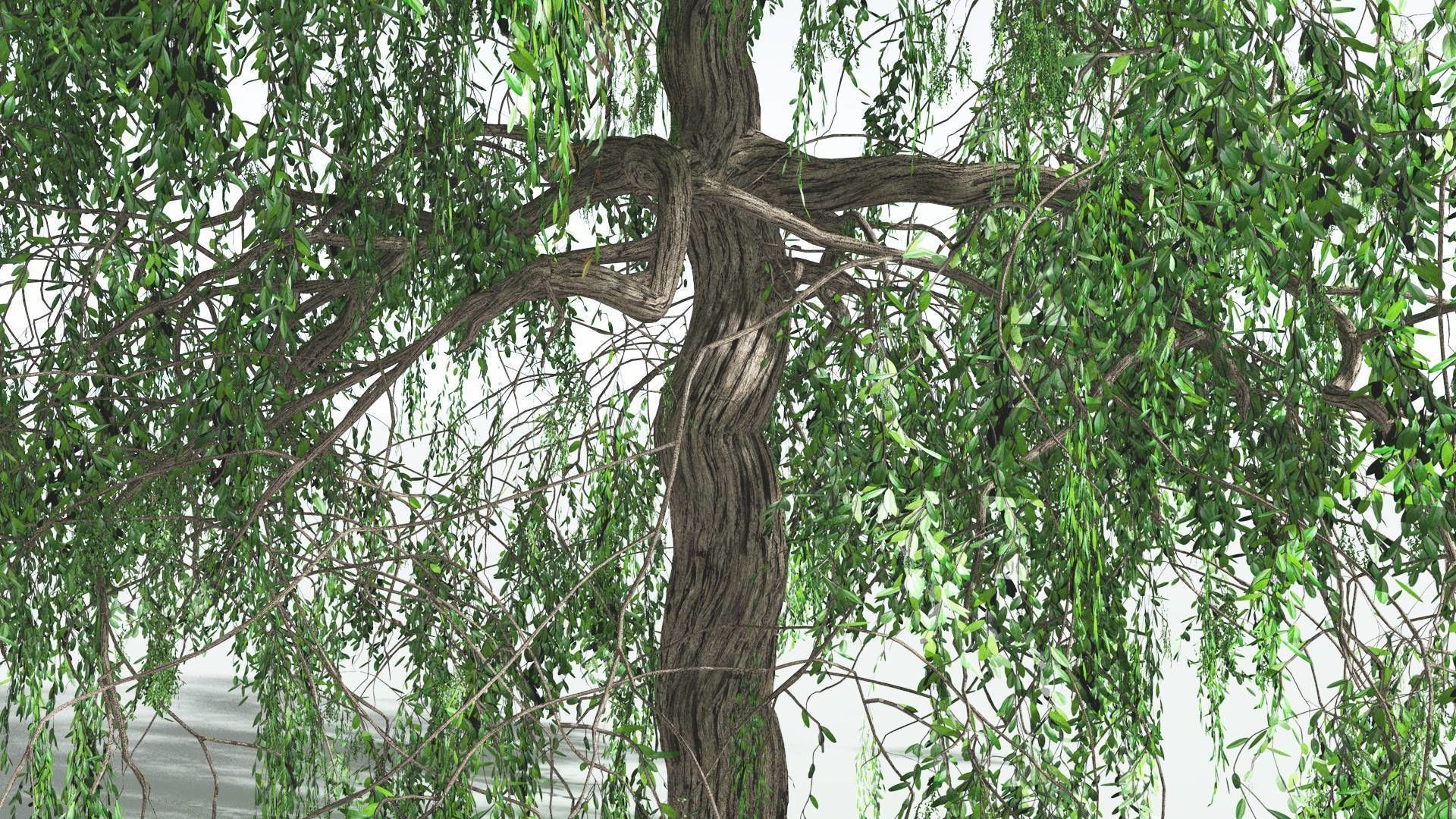 EVERYPlant Weeping Willow 2 --15 Models-- 3D model_22