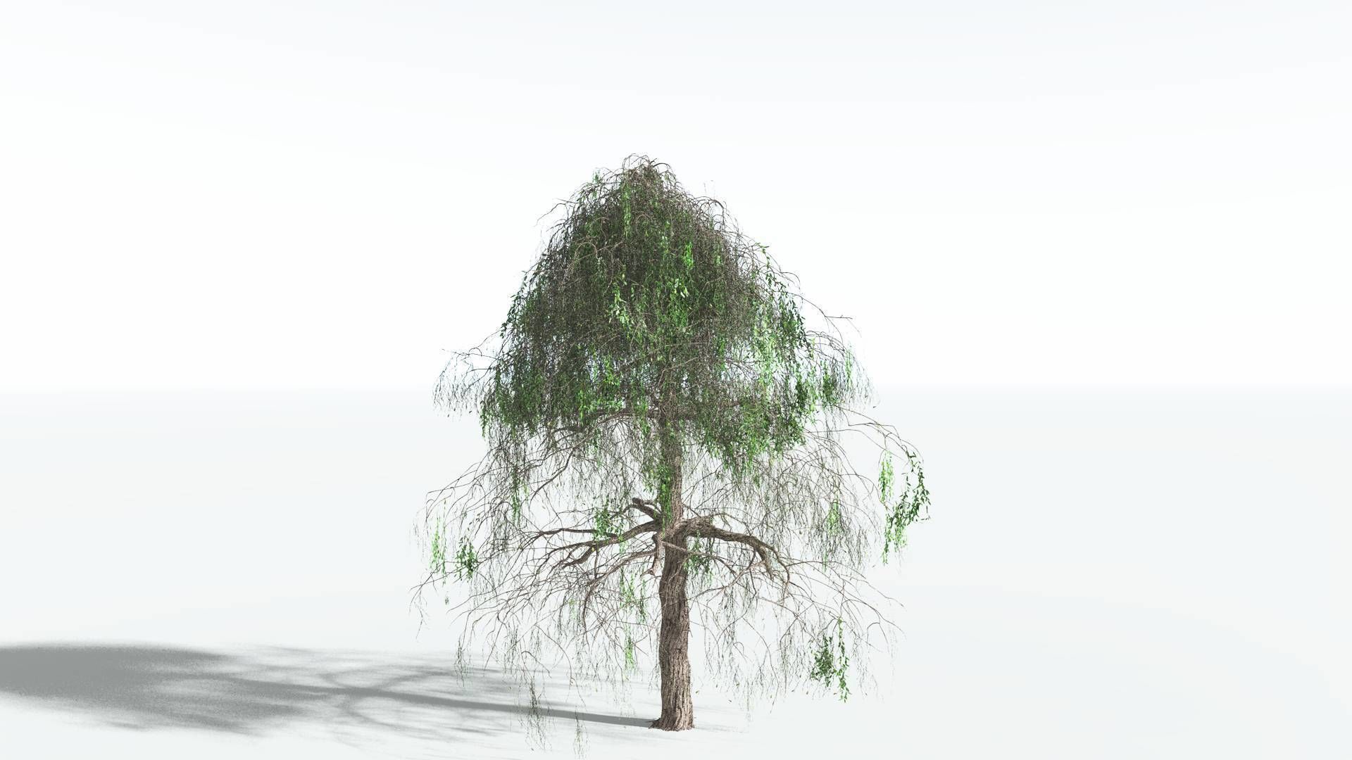 EVERYPlant Weeping Willow 2 --15 Models-- 3D model_5