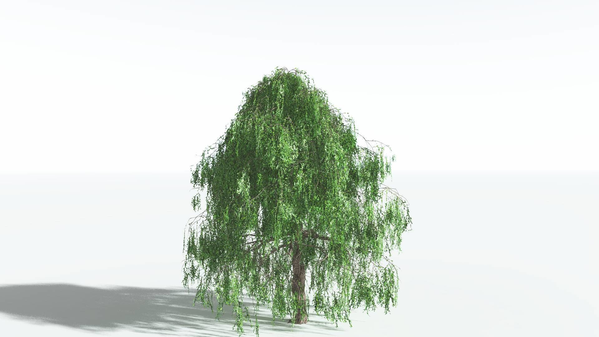 EVERYPlant Weeping Willow 2 --15 Models-- 3D model_11