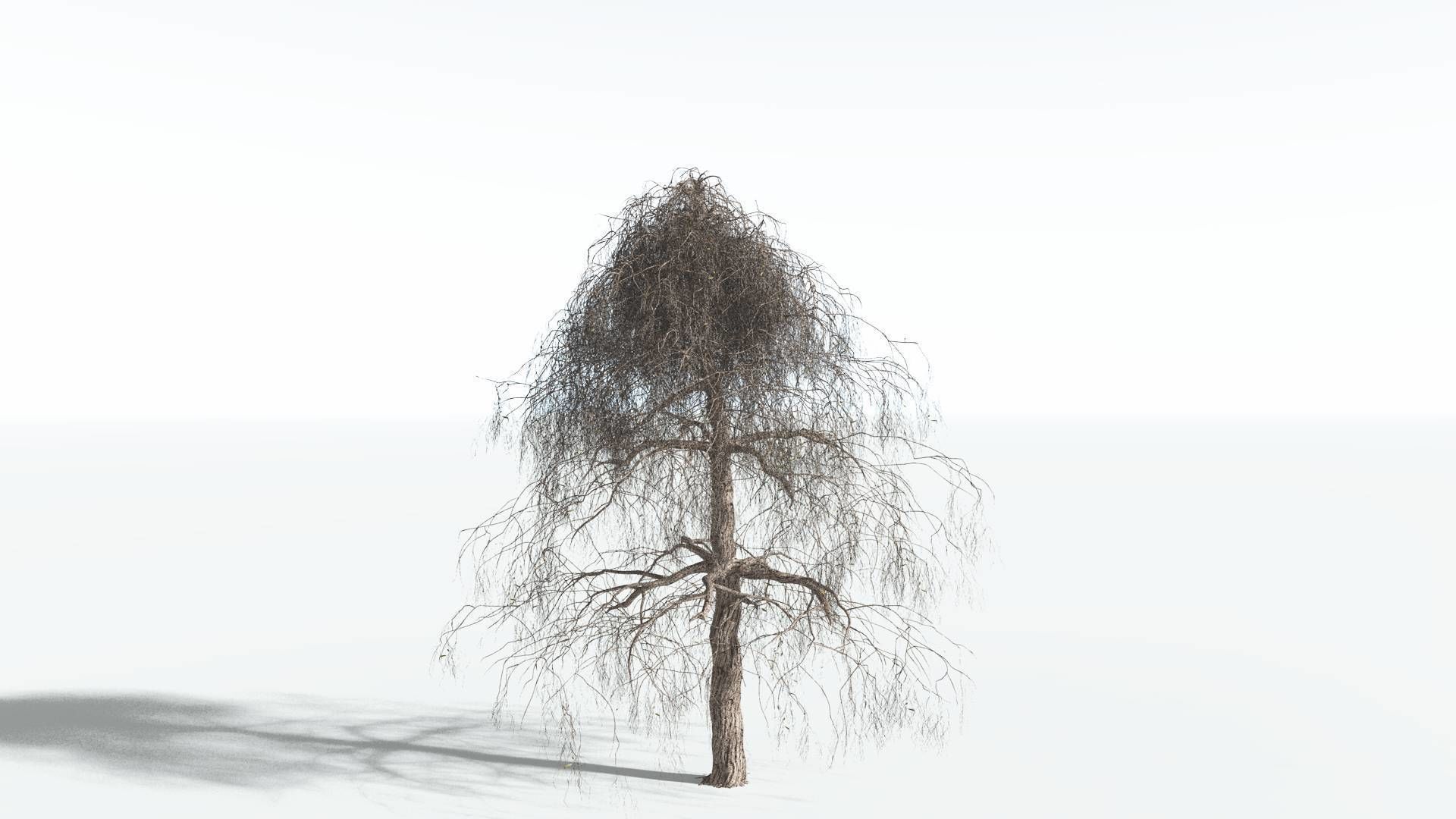 EVERYPlant Weeping Willow 2 --15 Models-- 3D model_9