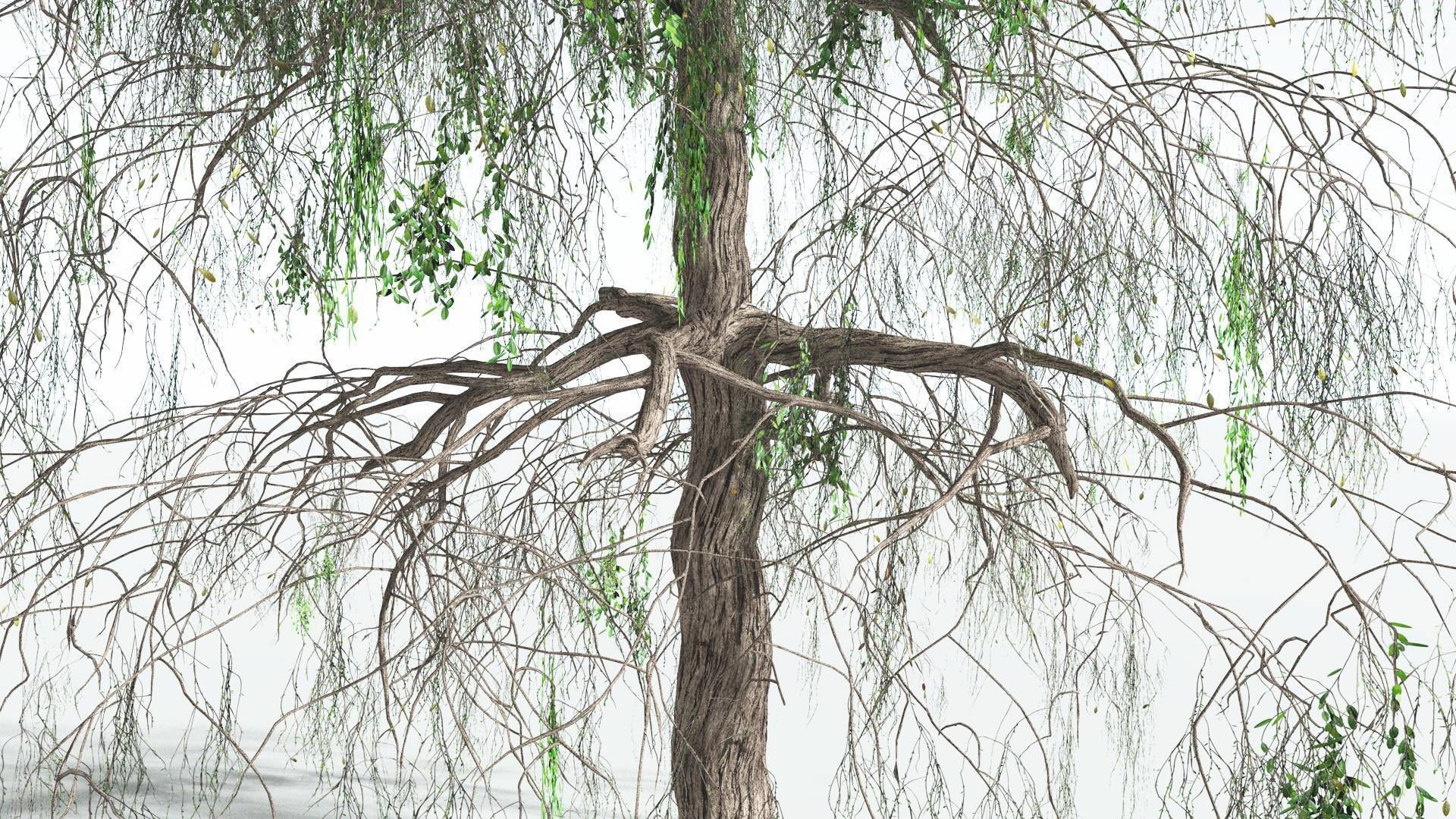 EVERYPlant Weeping Willow 2 --15 Models-- 3D model_6
