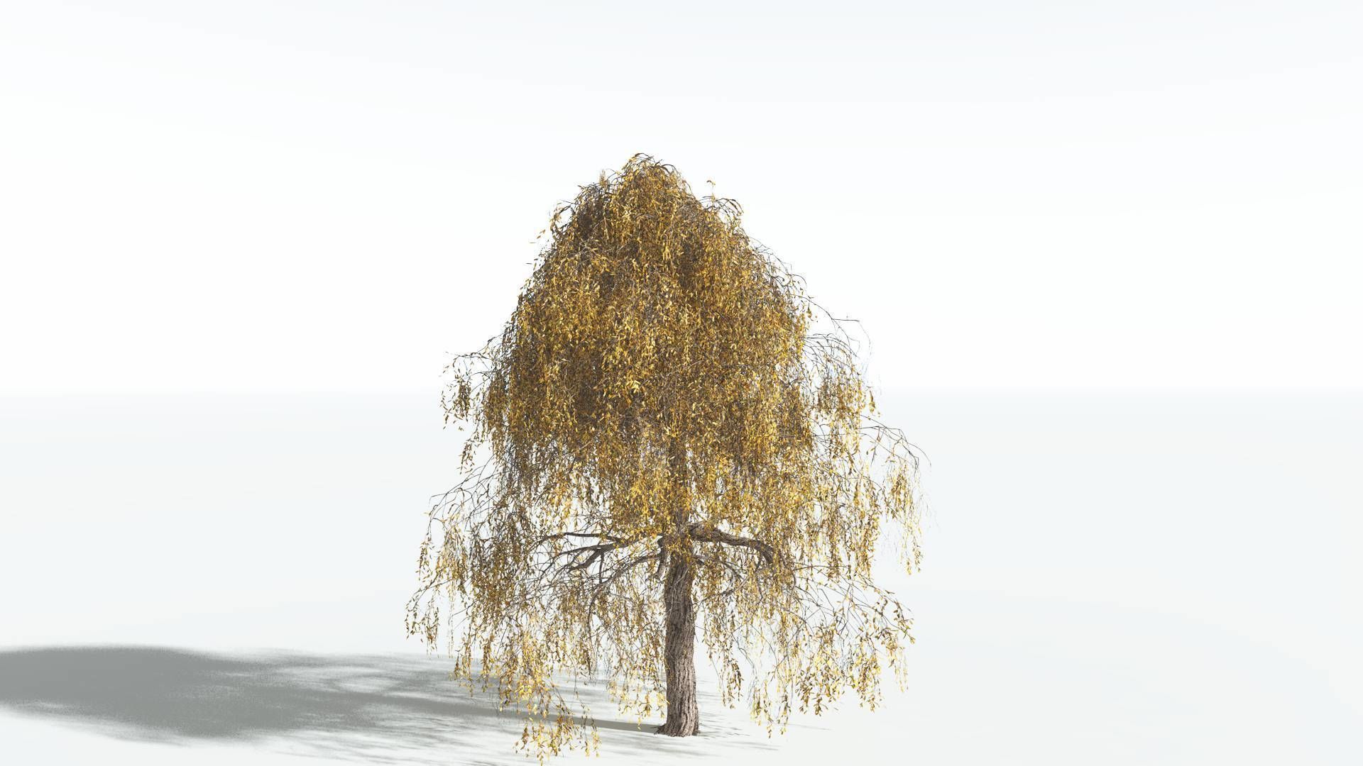 EVERYPlant Weeping Willow 2 --15 Models-- 3D model_7