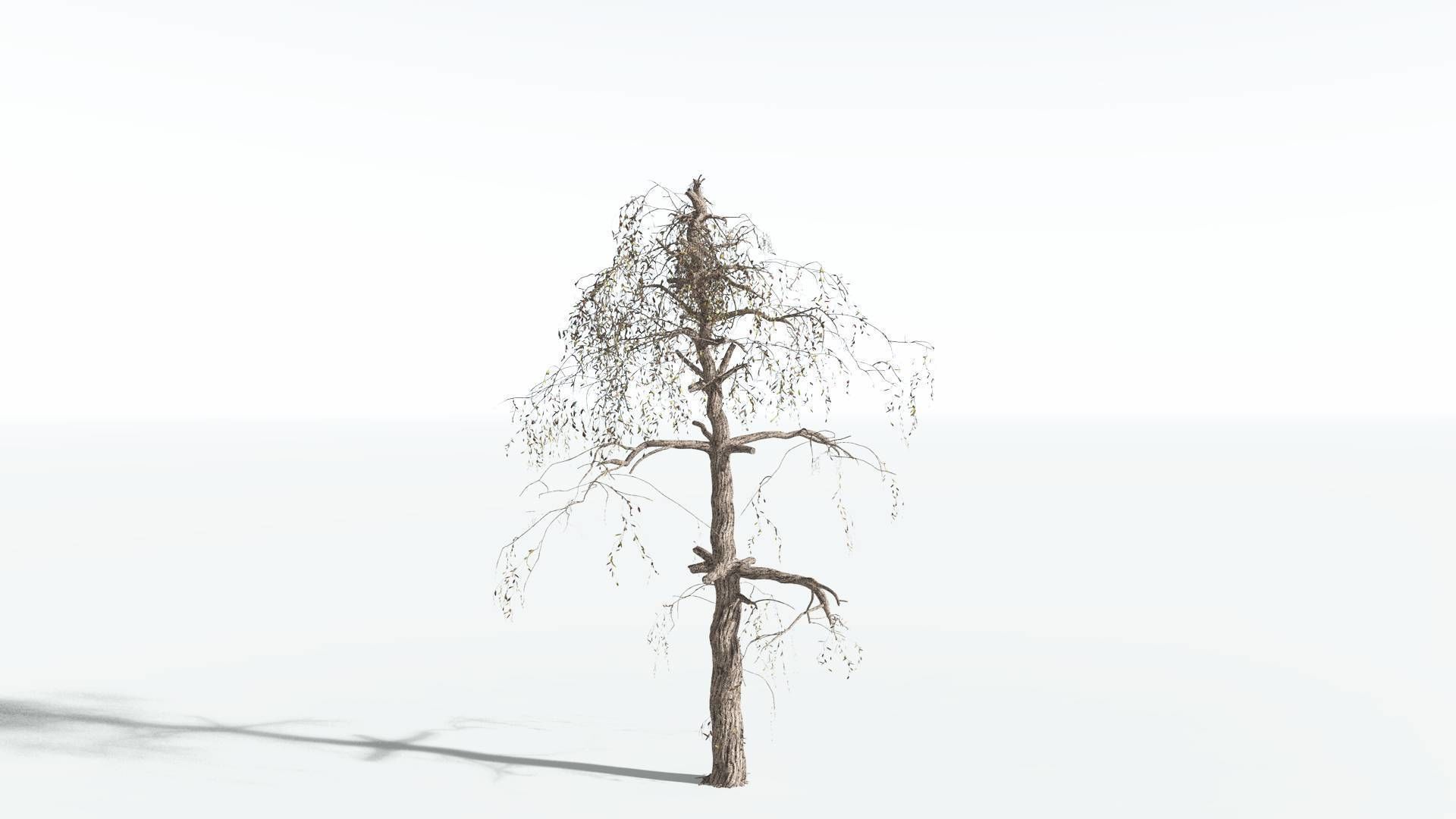 EVERYPlant Weeping Willow 2 --15 Models-- 3D model_17