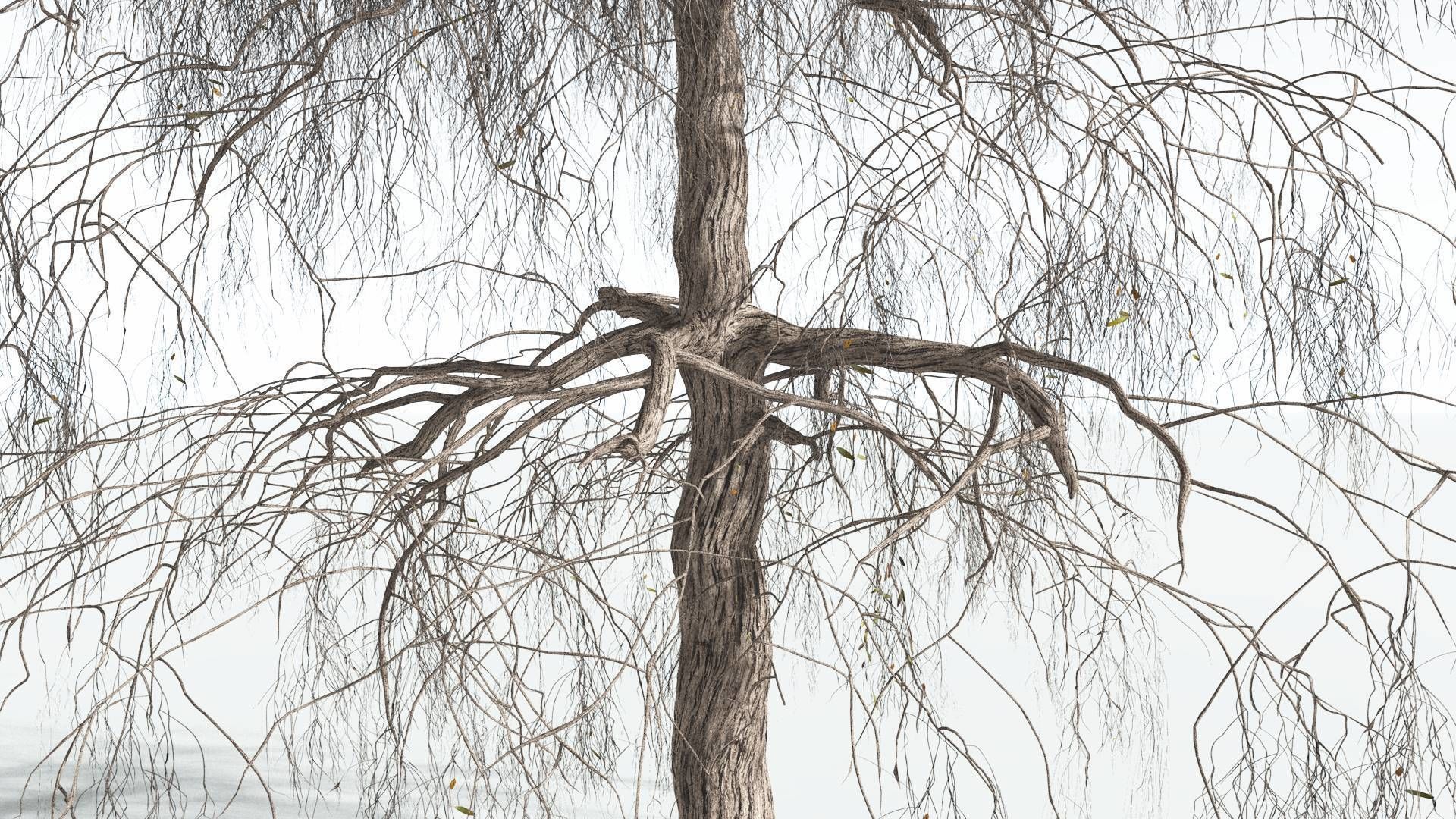 EVERYPlant Weeping Willow 2 --15 Models-- 3D model_10