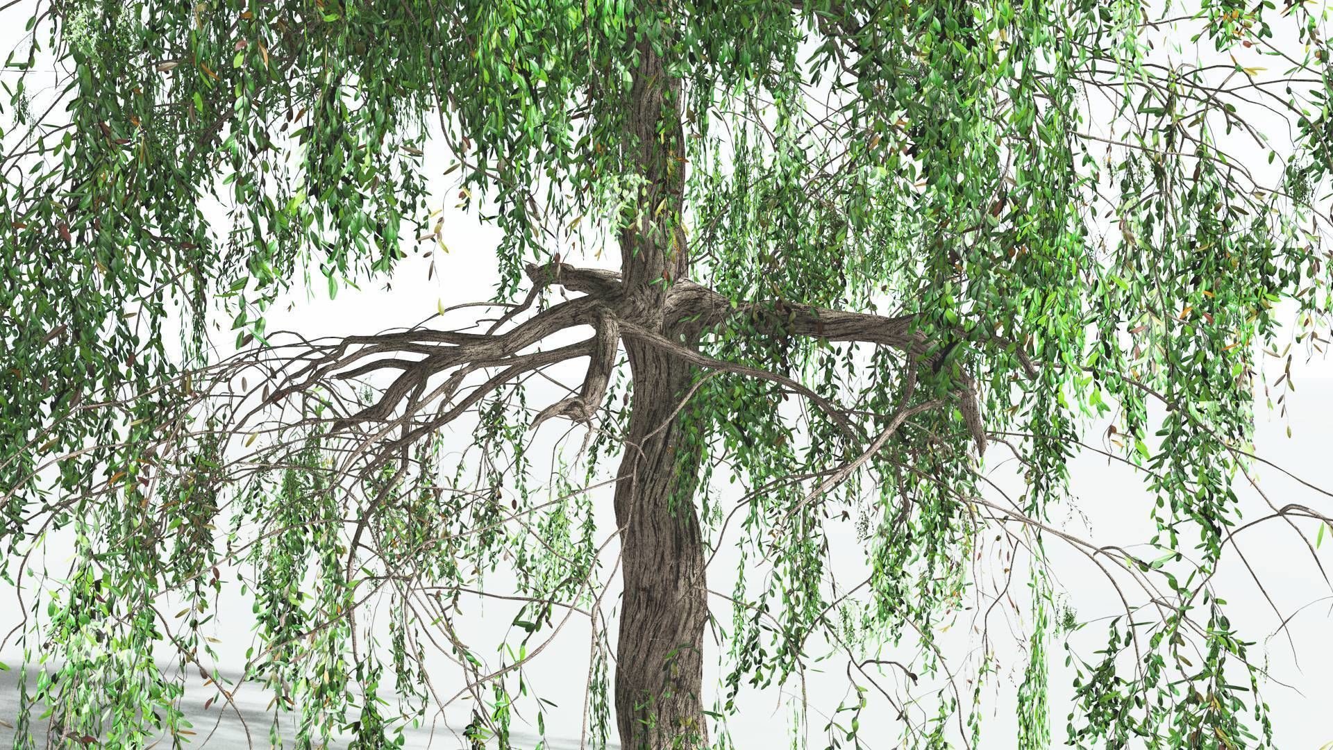 EVERYPlant Weeping Willow 2 --15 Models-- 3D model_14