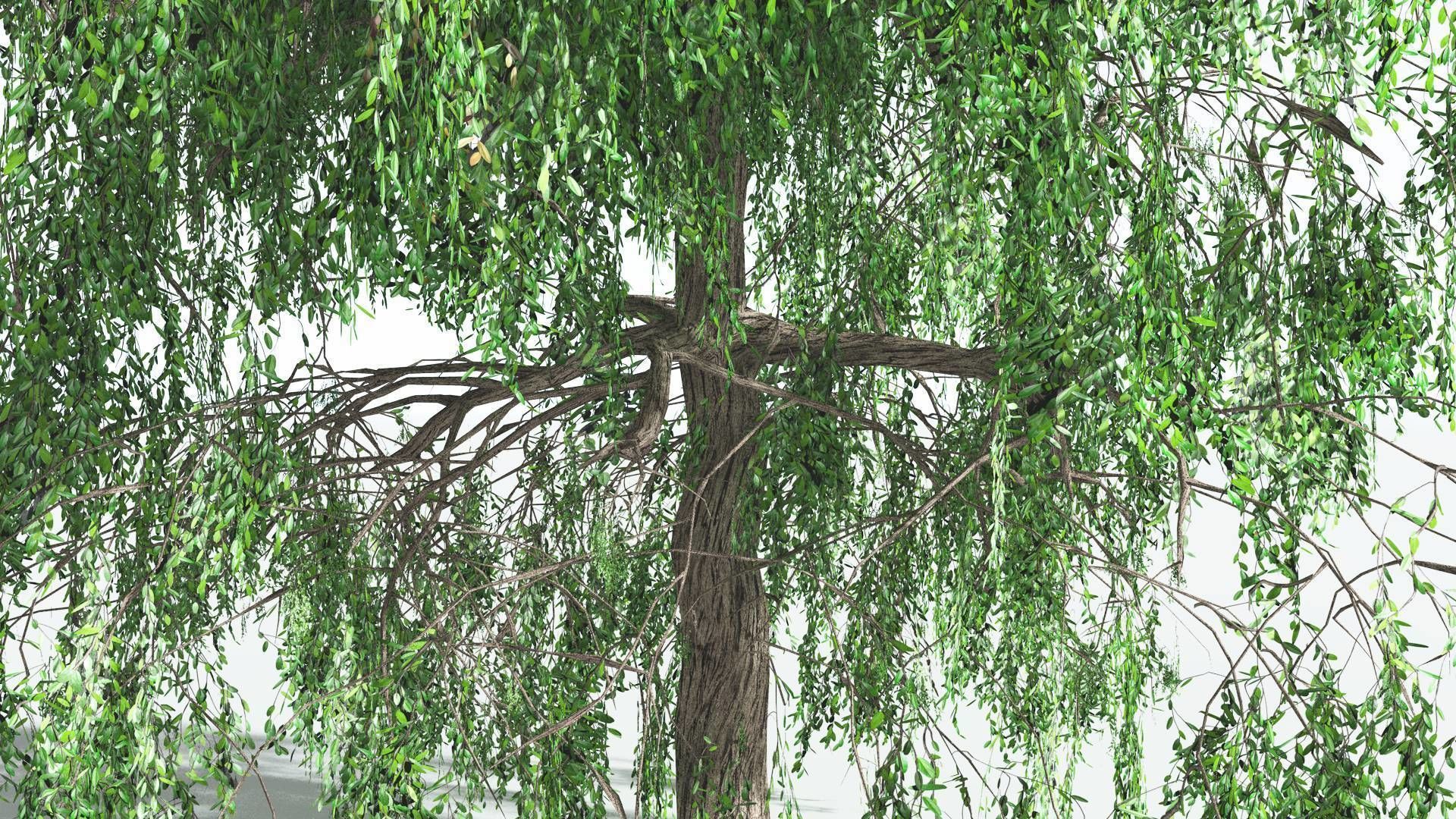EVERYPlant Weeping Willow 2 --15 Models-- 3D model_30