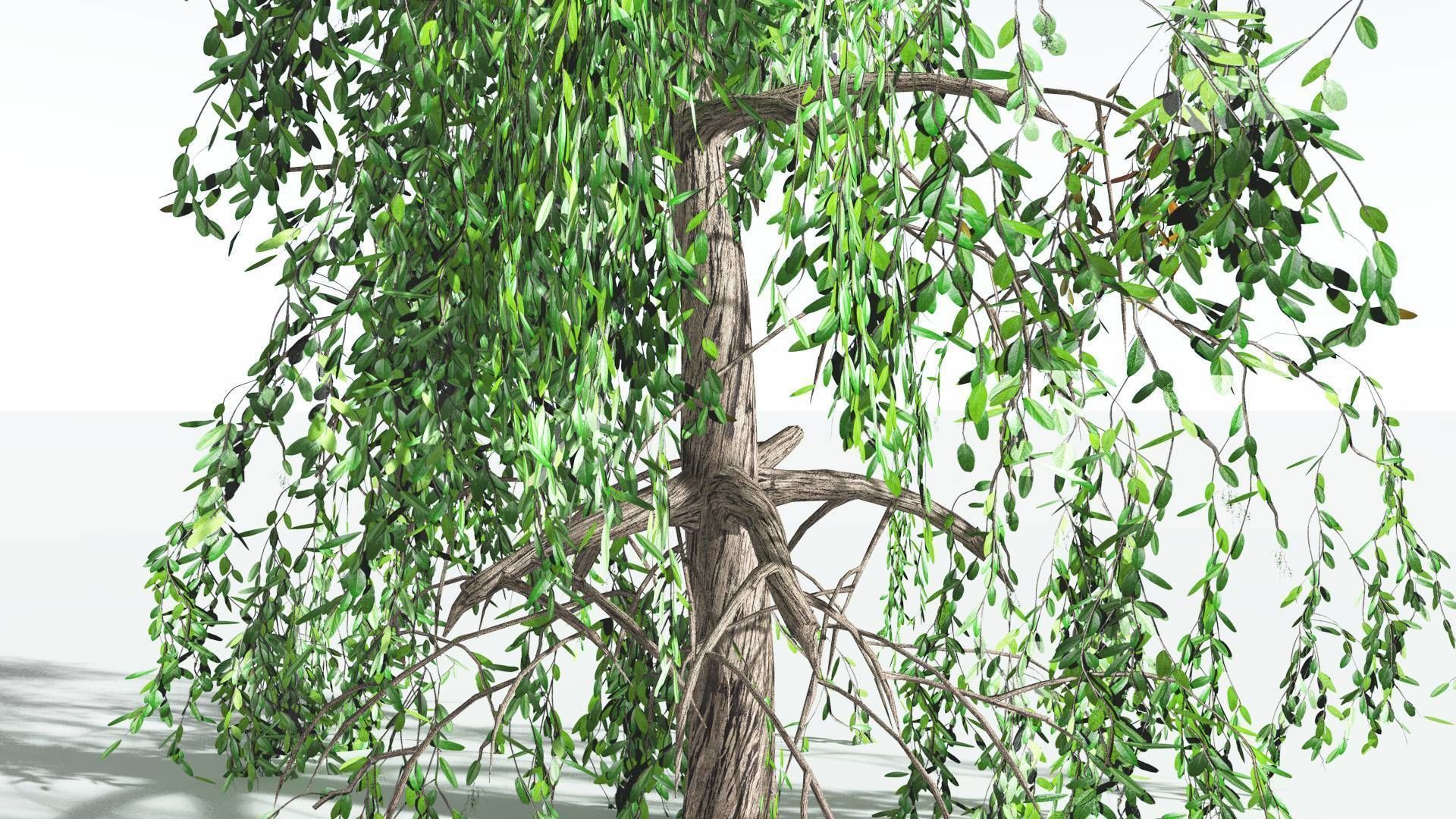 EVERYPlant Weeping Willow 2 --15 Models-- 3D model_26