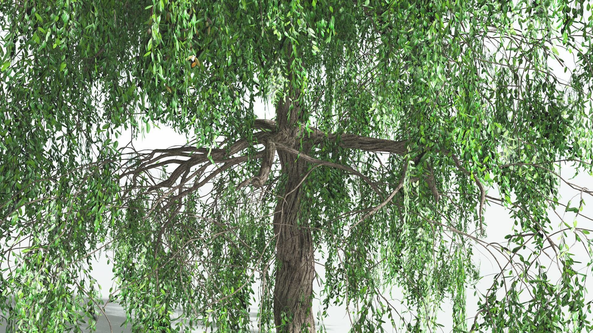 EVERYPlant Weeping Willow 2 --15 Models-- 3D model_4