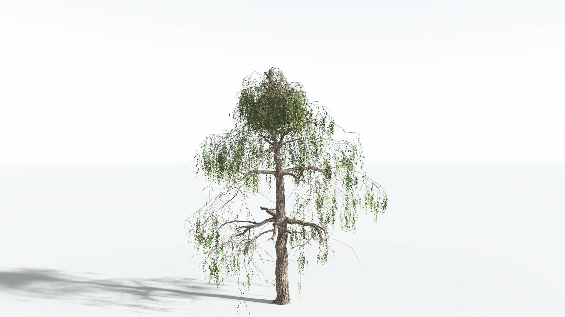 EVERYPlant Weeping Willow 2 --15 Models-- 3D model_15