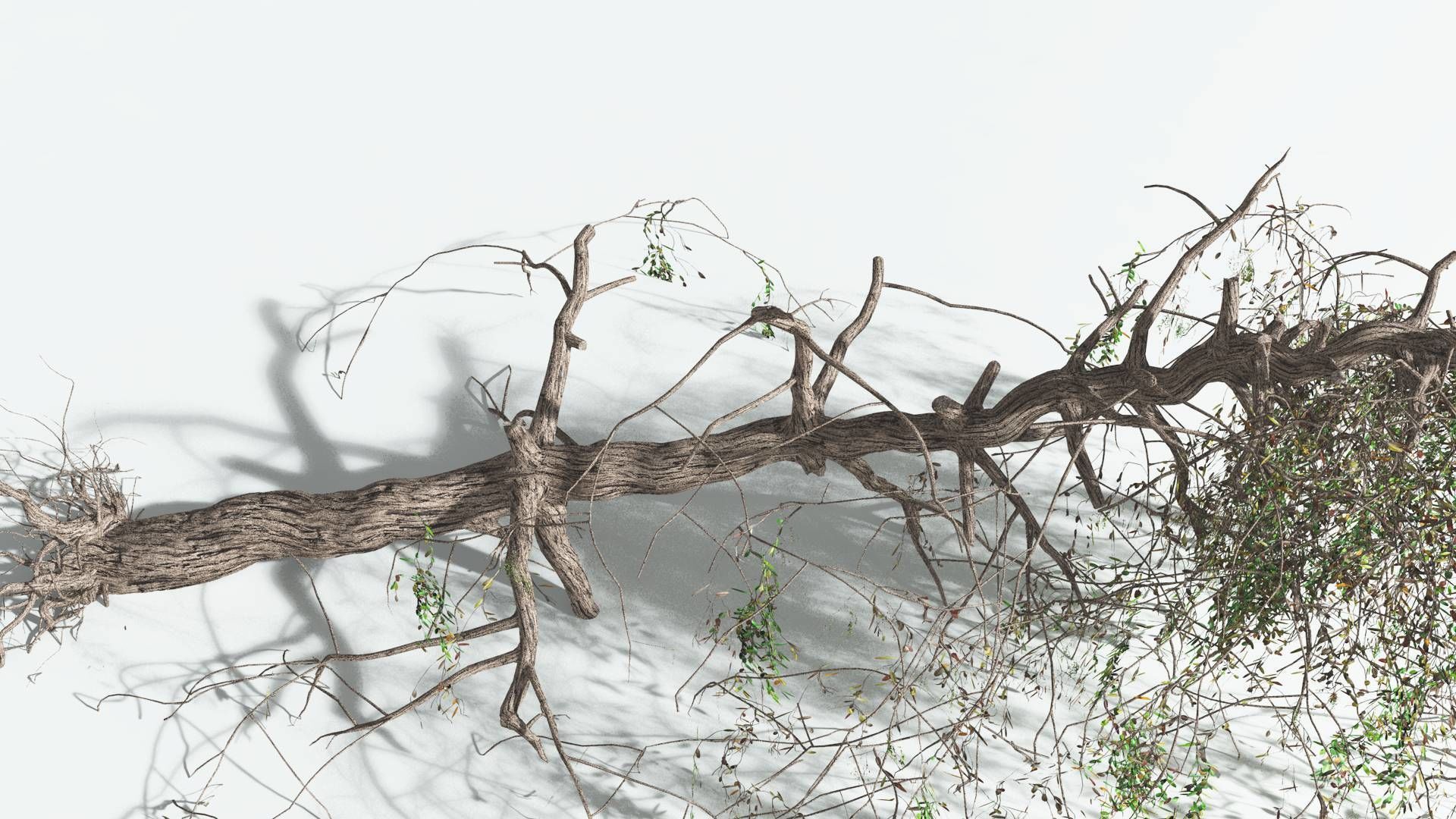 EVERYPlant Weeping Willow 2 --15 Models-- 3D model_20