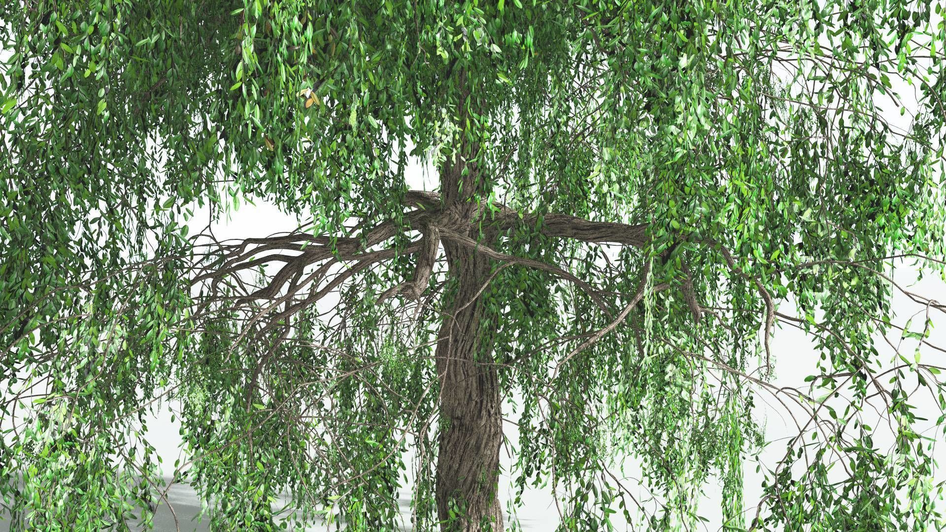 EVERYPlant Weeping Willow 2 --15 Models-- 3D model_32