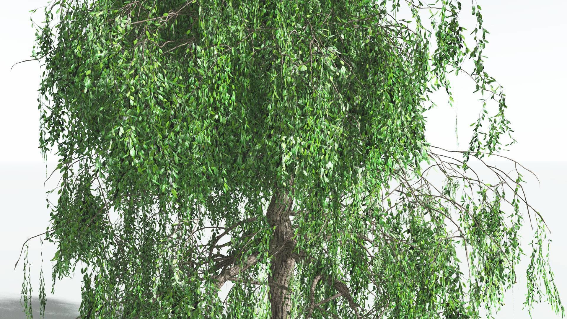 EVERYPlant Weeping Willow 2 --15 Models-- 3D model_24