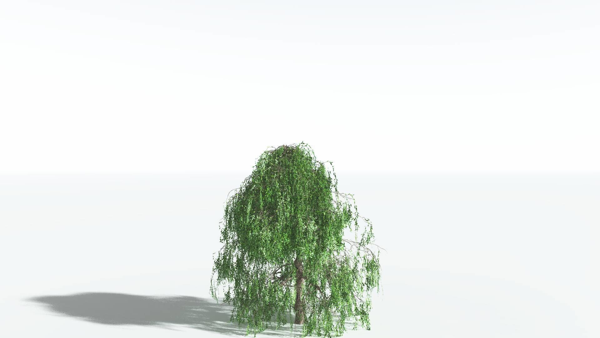 EVERYPlant Weeping Willow 2 --15 Models-- 3D model_23