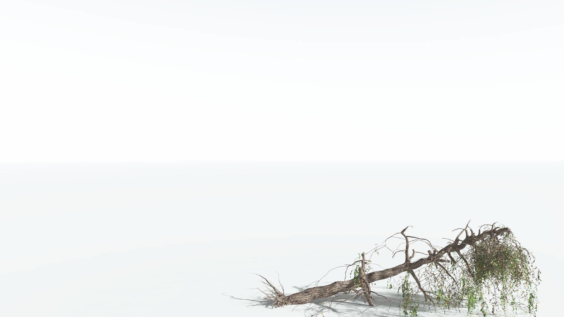 EVERYPlant Weeping Willow 2 --15 Models-- 3D model_19