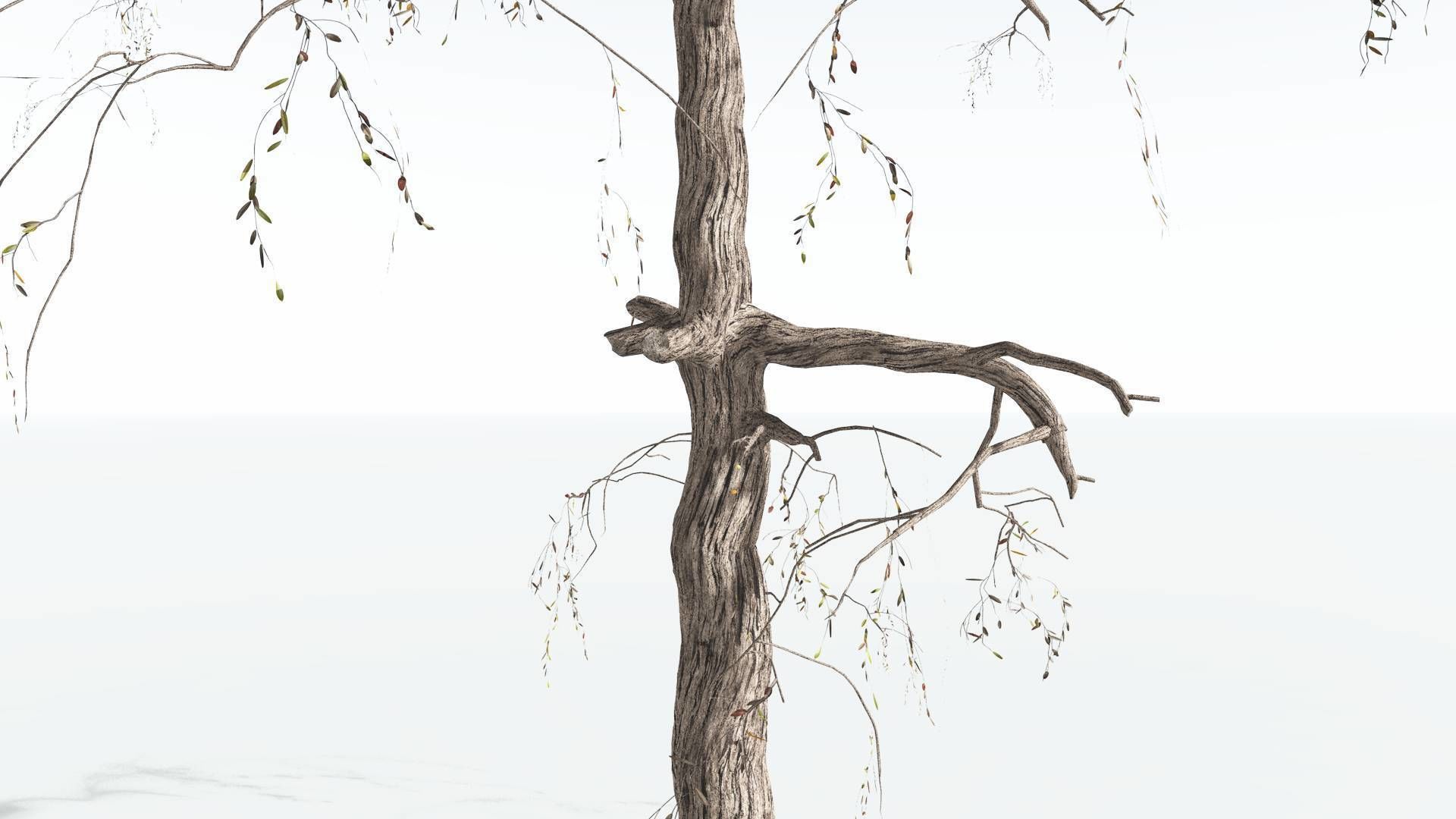 EVERYPlant Weeping Willow 2 --15 Models-- 3D model_18