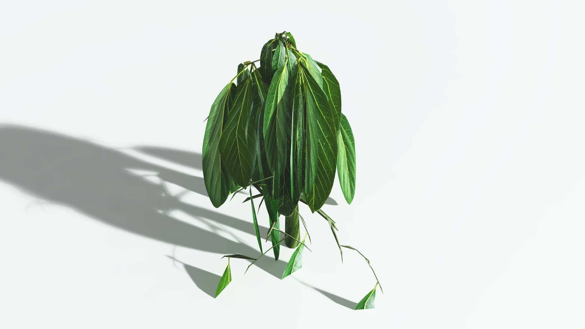 EVERYPlant Weeping Willow 2 --15 Models-- 3D model_28