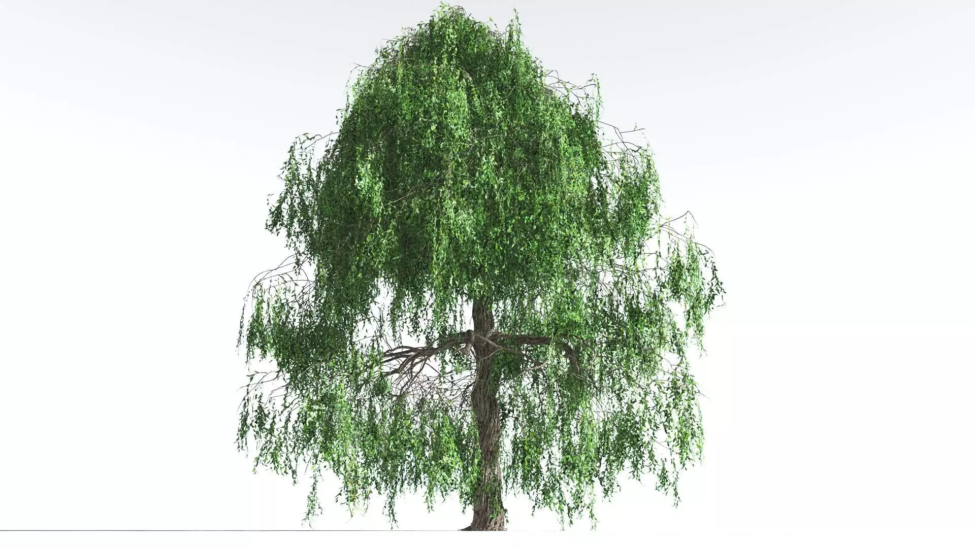EVERYPlant Weeping Willow 2 --15 Models-- 3D model_0