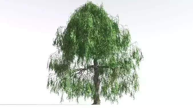 EVERYPlant Weeping Willow 2 --15 Models-- 3D model