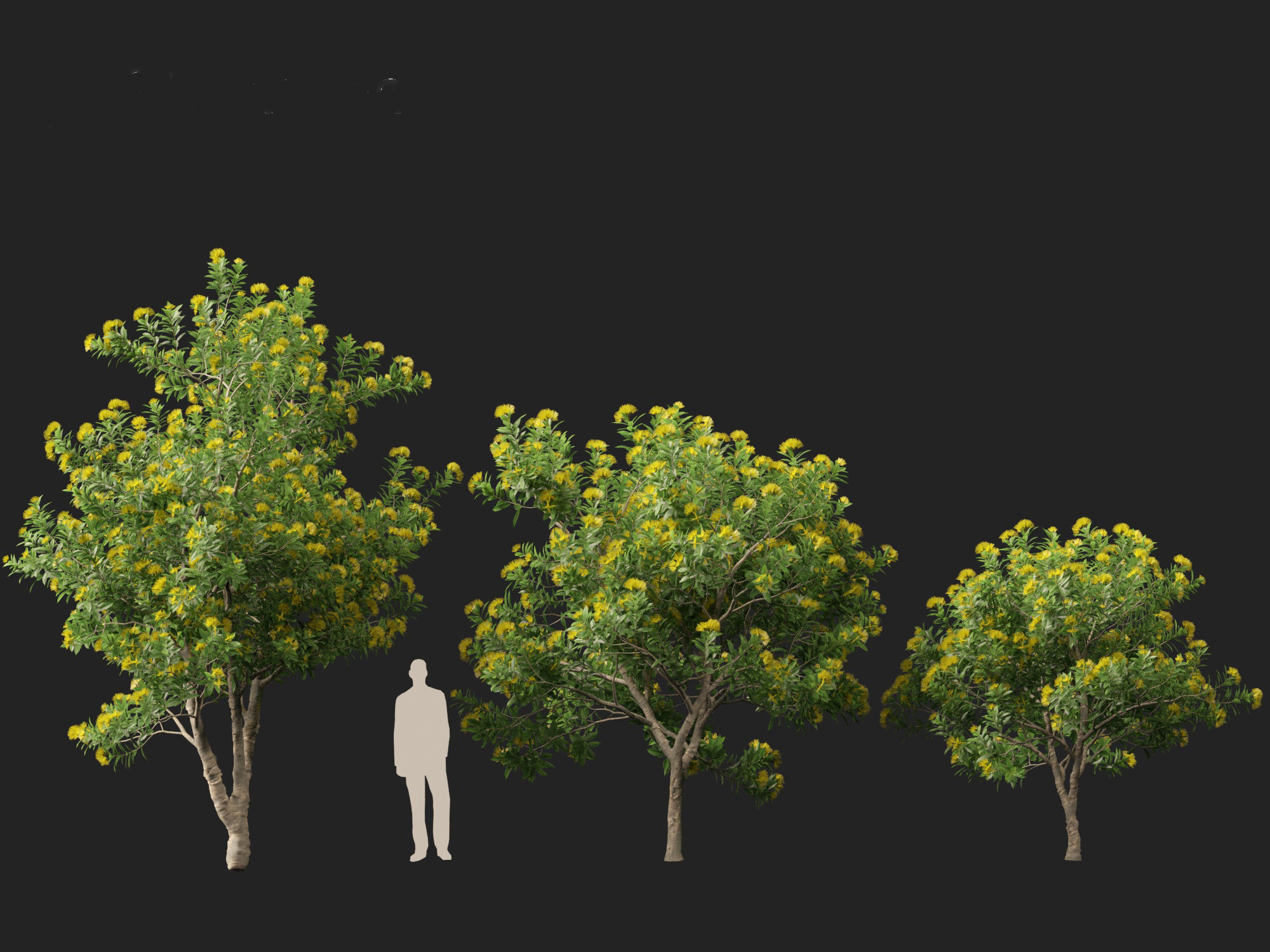 Xanthostemon chrysanthus - Golden Penda 3D model_4