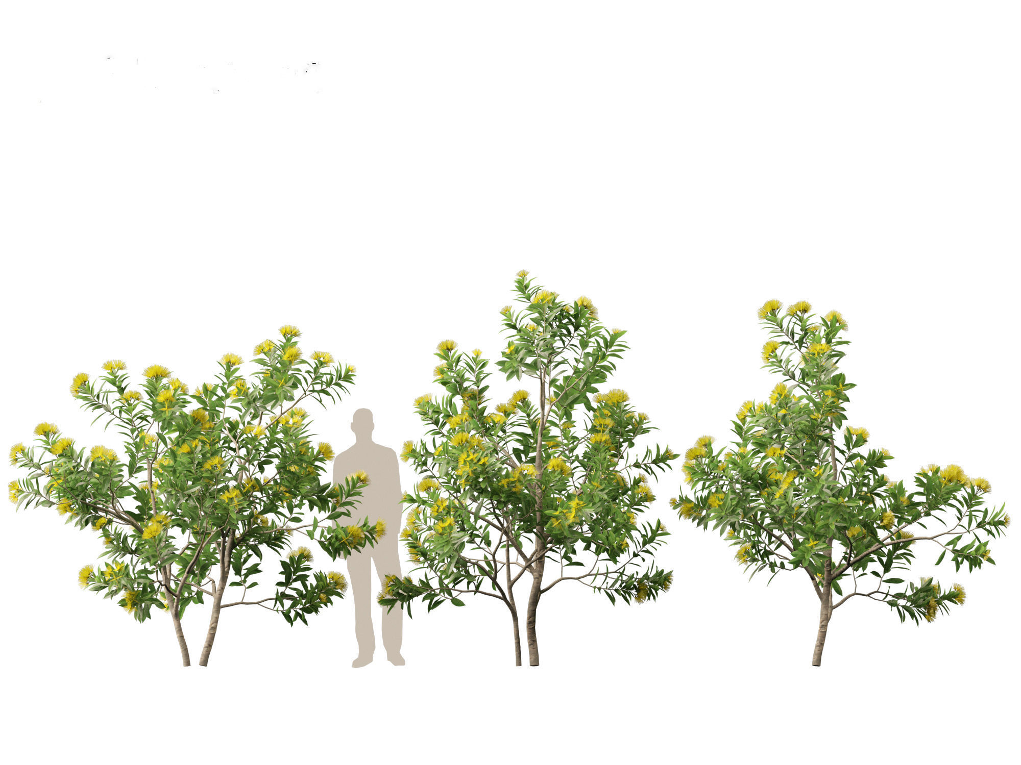 Xanthostemon chrysanthus - Golden Penda 3D model_17