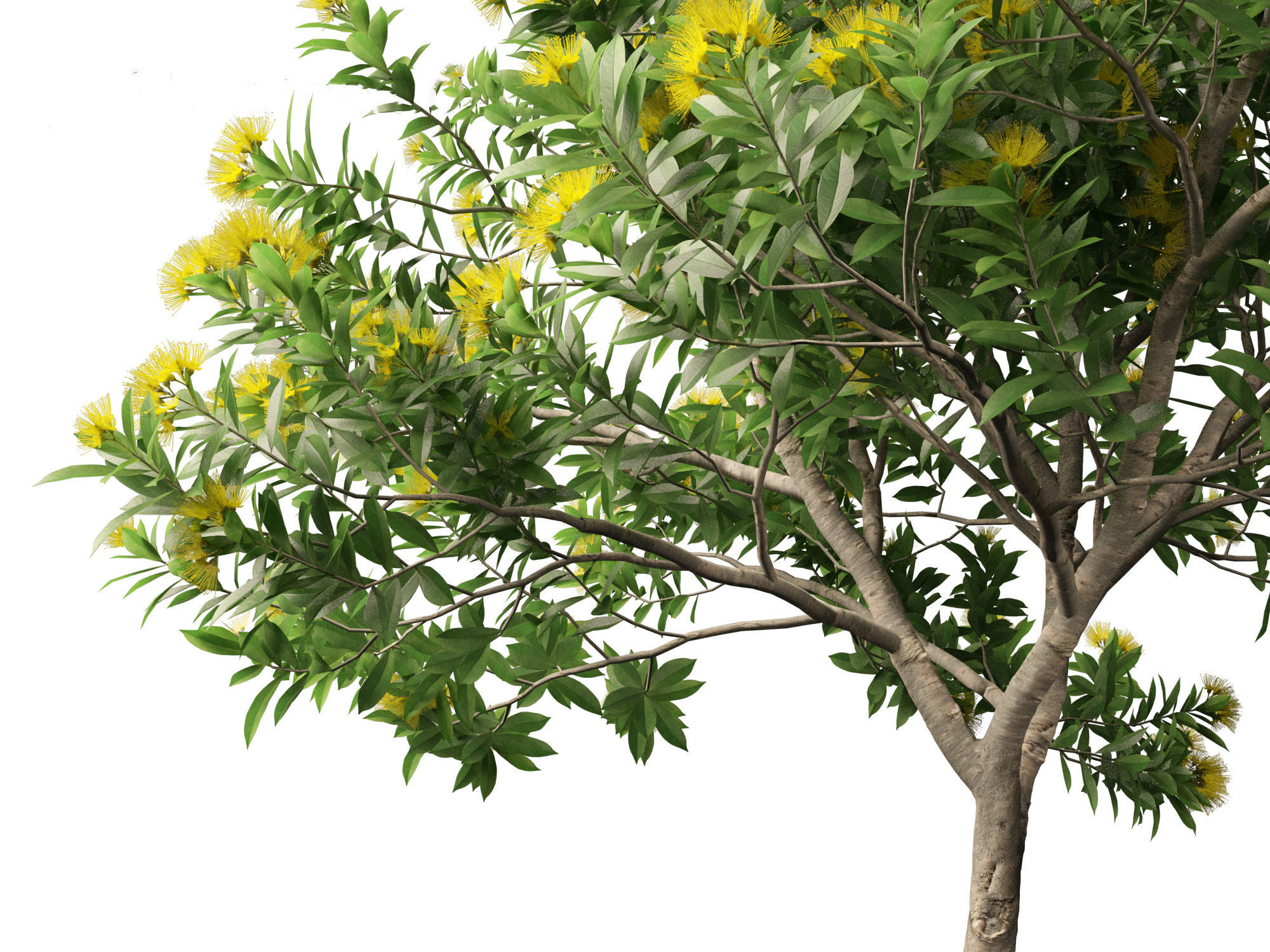 Xanthostemon chrysanthus - Golden Penda 3D model_19
