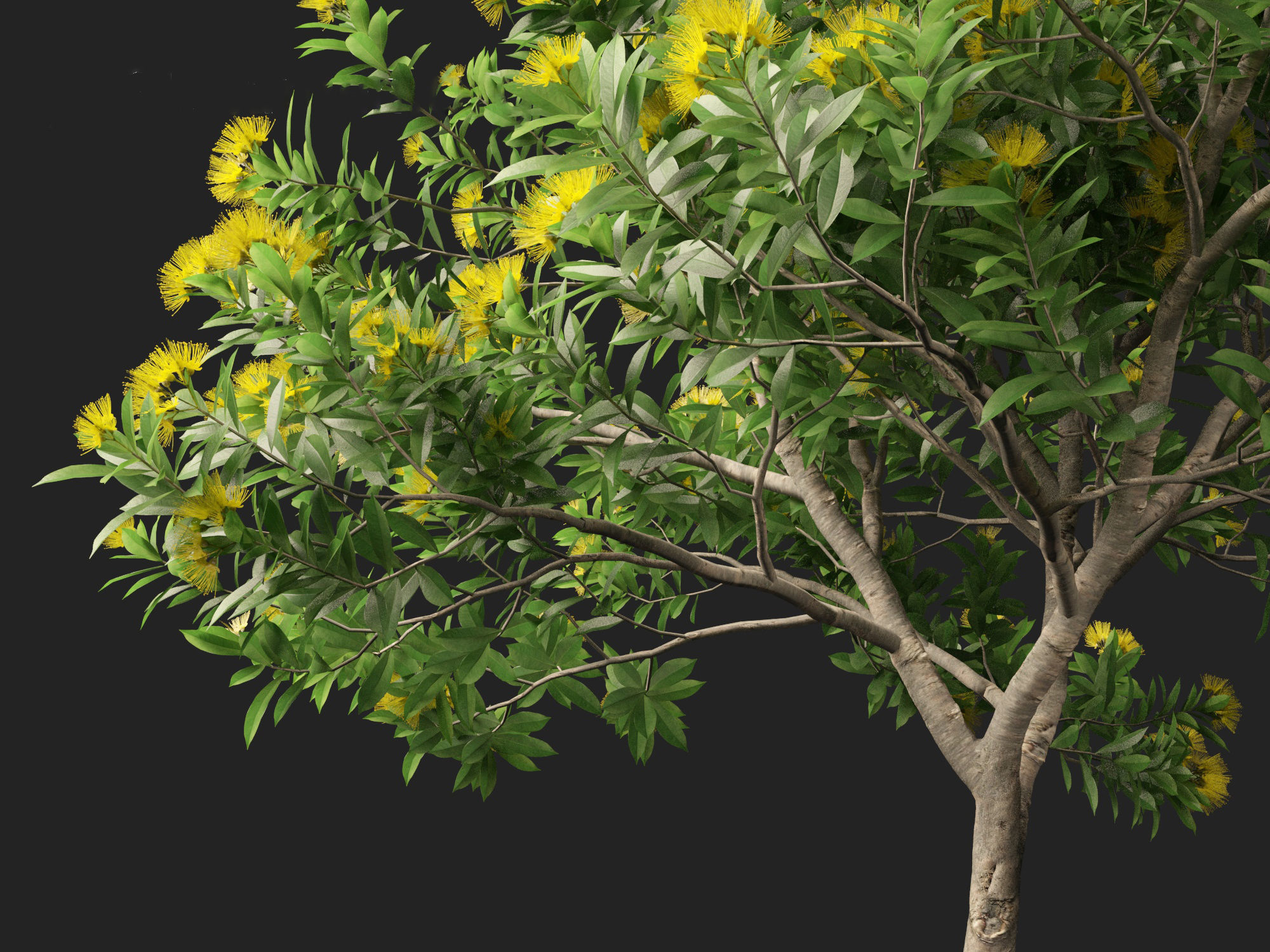 Xanthostemon chrysanthus - Golden Penda 3D model_22