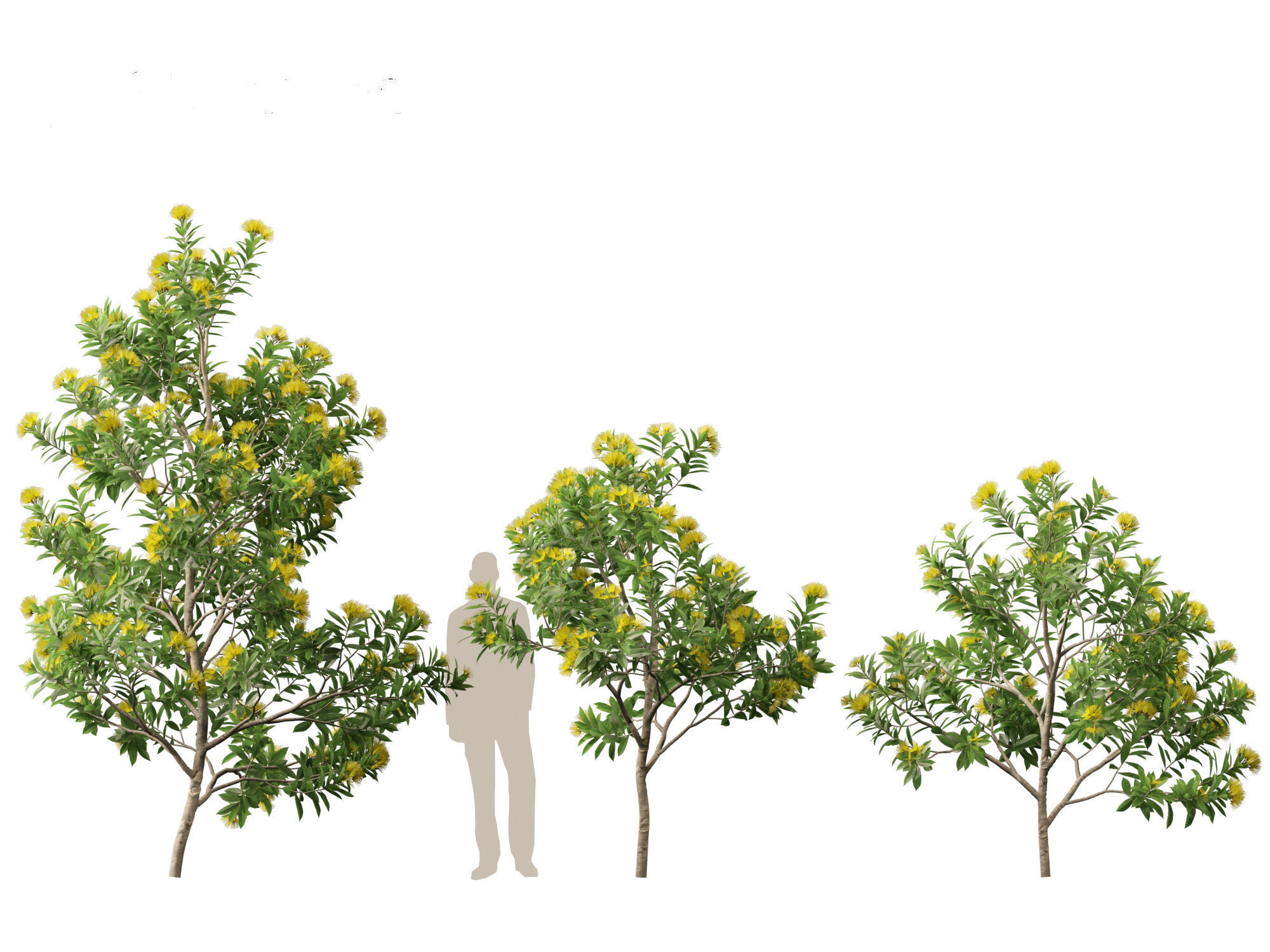 Xanthostemon chrysanthus - Golden Penda 3D model_7