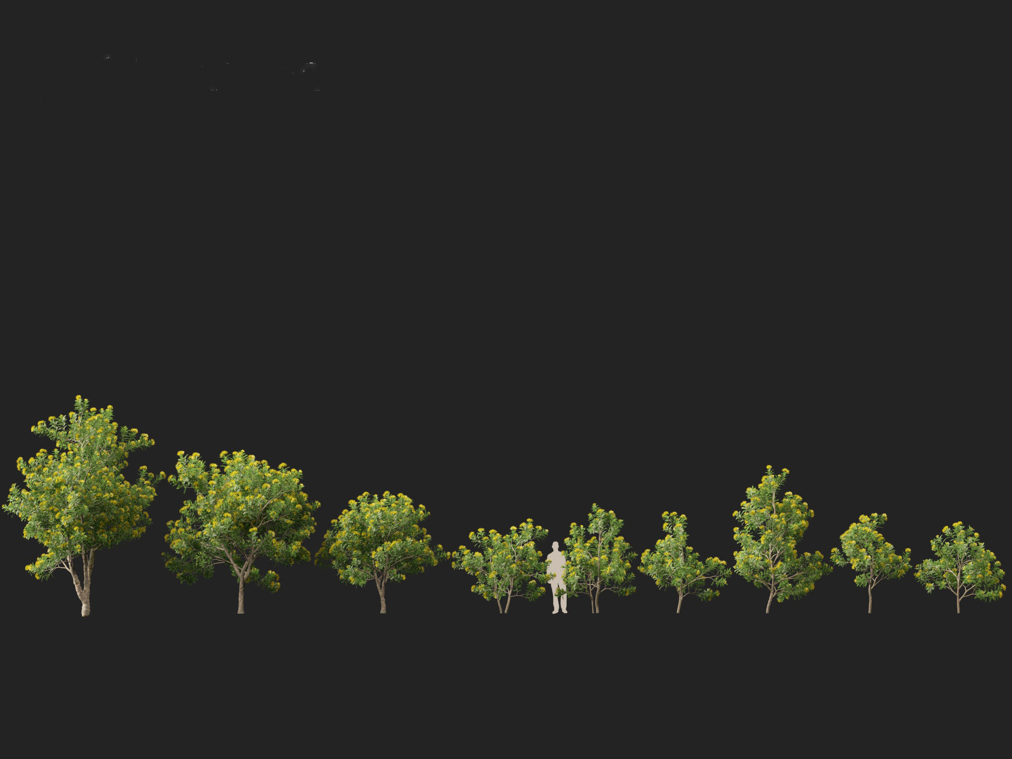 Xanthostemon chrysanthus - Golden Penda 3D model_16