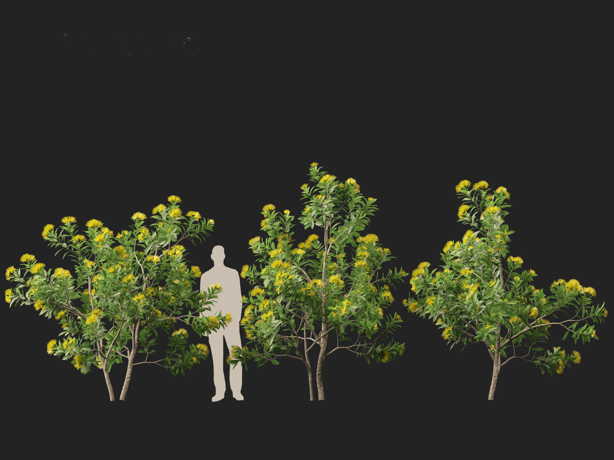 Xanthostemon chrysanthus - Golden Penda 3D model_8