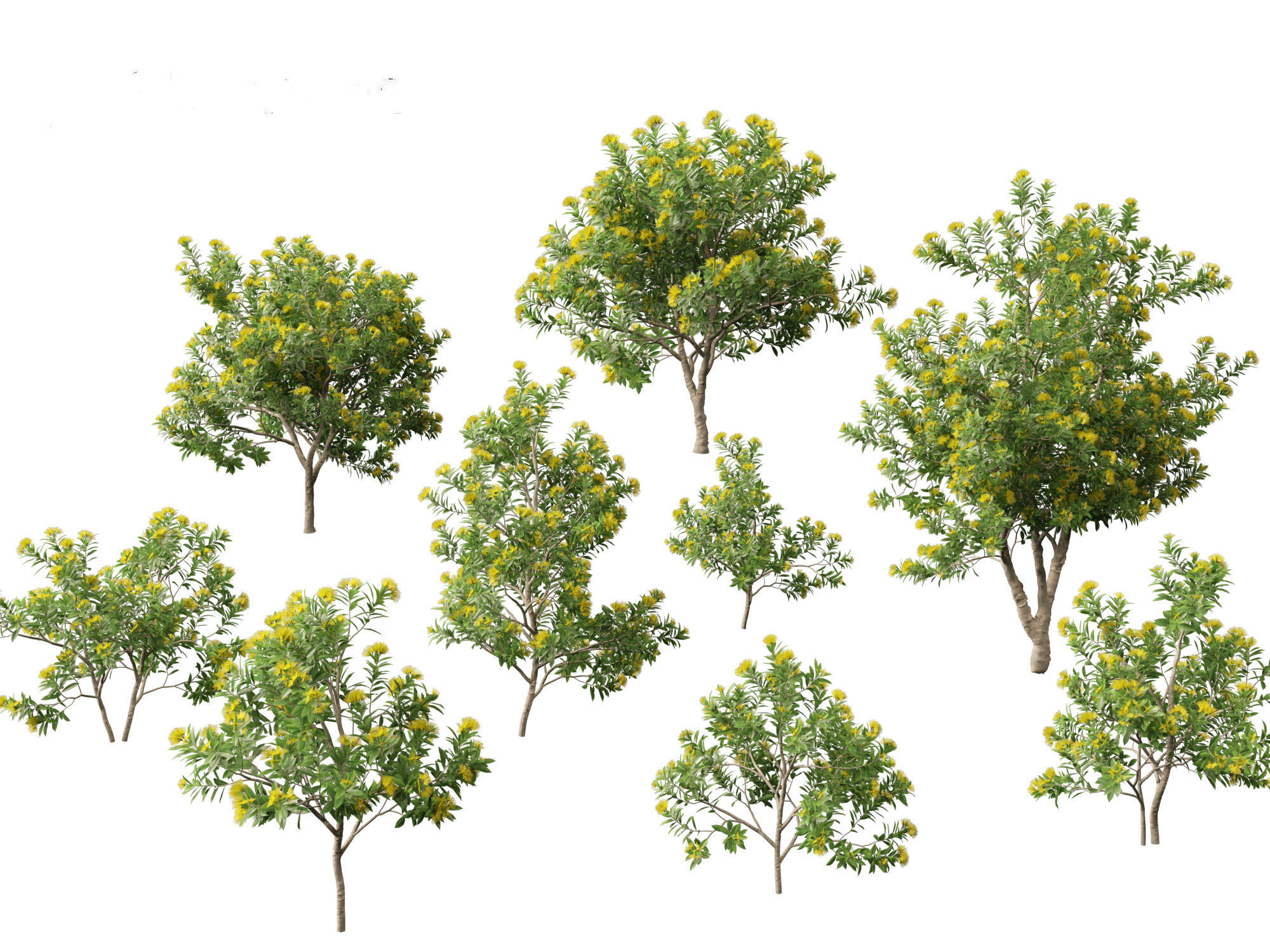 Xanthostemon chrysanthus - Golden Penda 3D model_21
